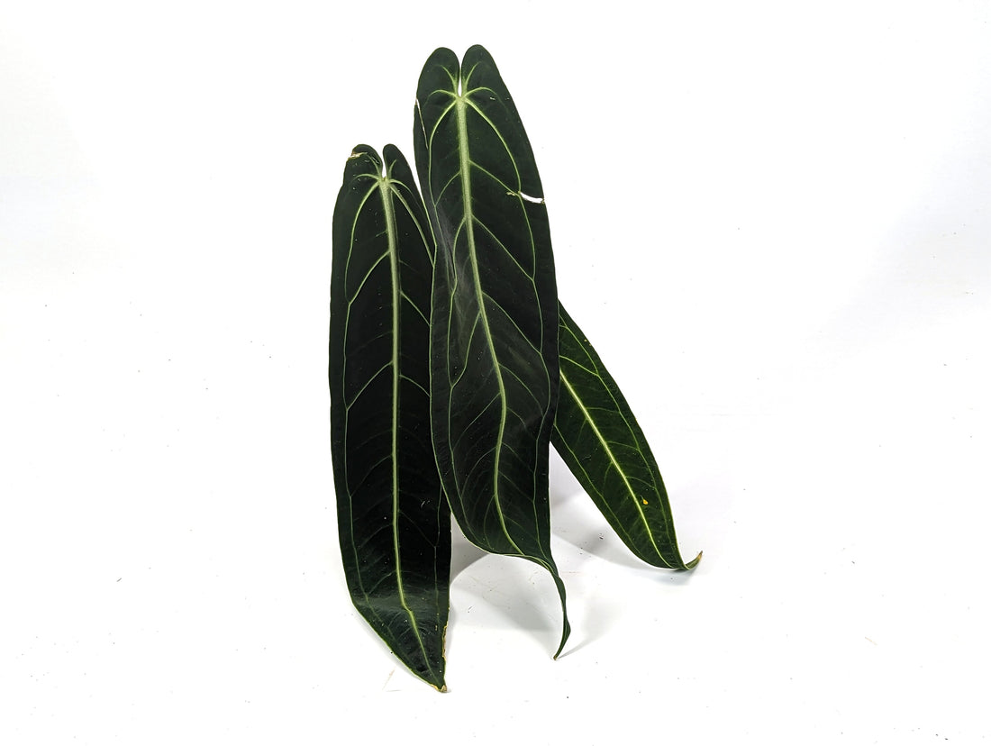 XL Anthurium Warocqueanum Queen - Plant Leaves 6-12&quot; long - 12&quot; tall