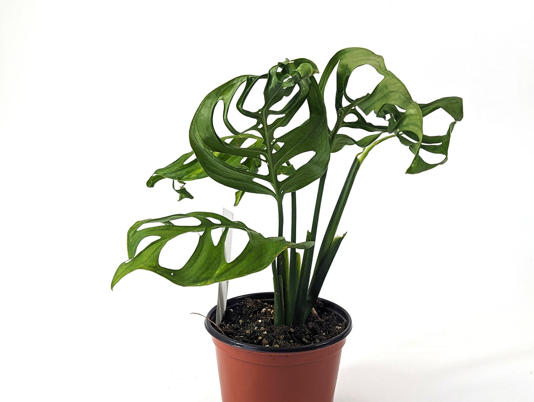 XL Monstera Esqueleto Large Fully Rooted in 6 inch pot