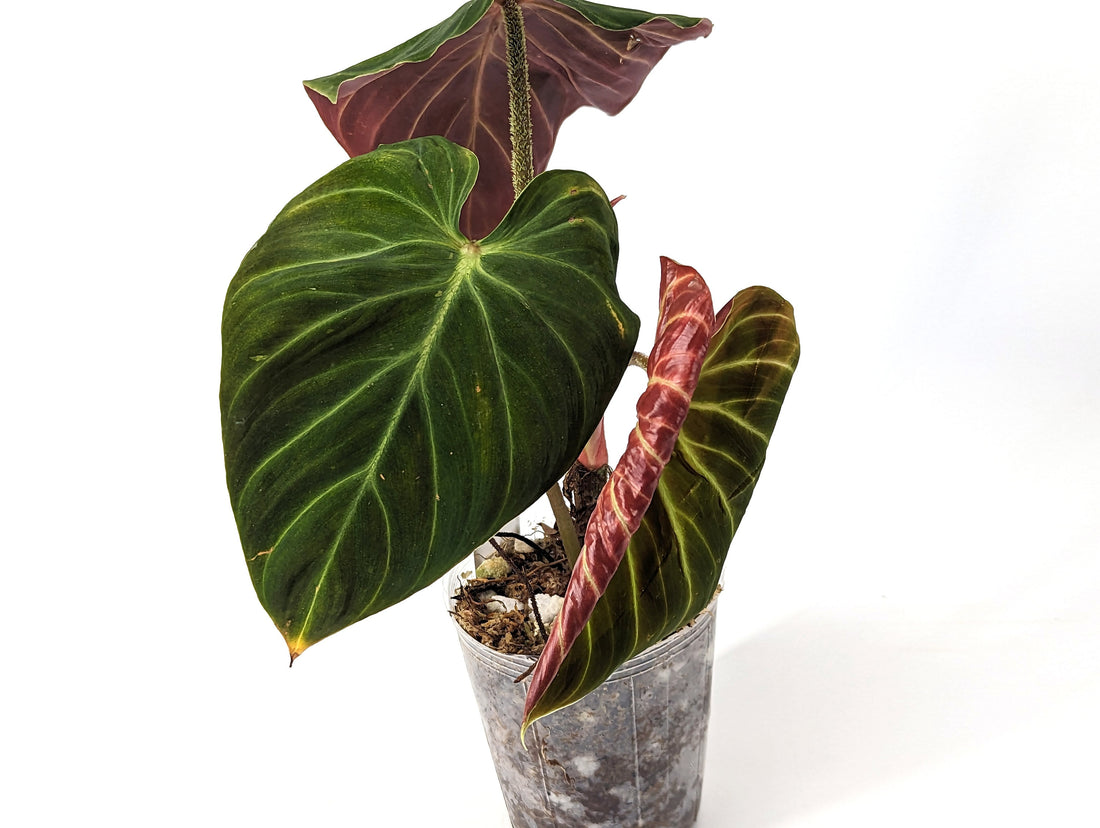 Variegated Philodendron Verrucosum Amazon Sunset Red Back
