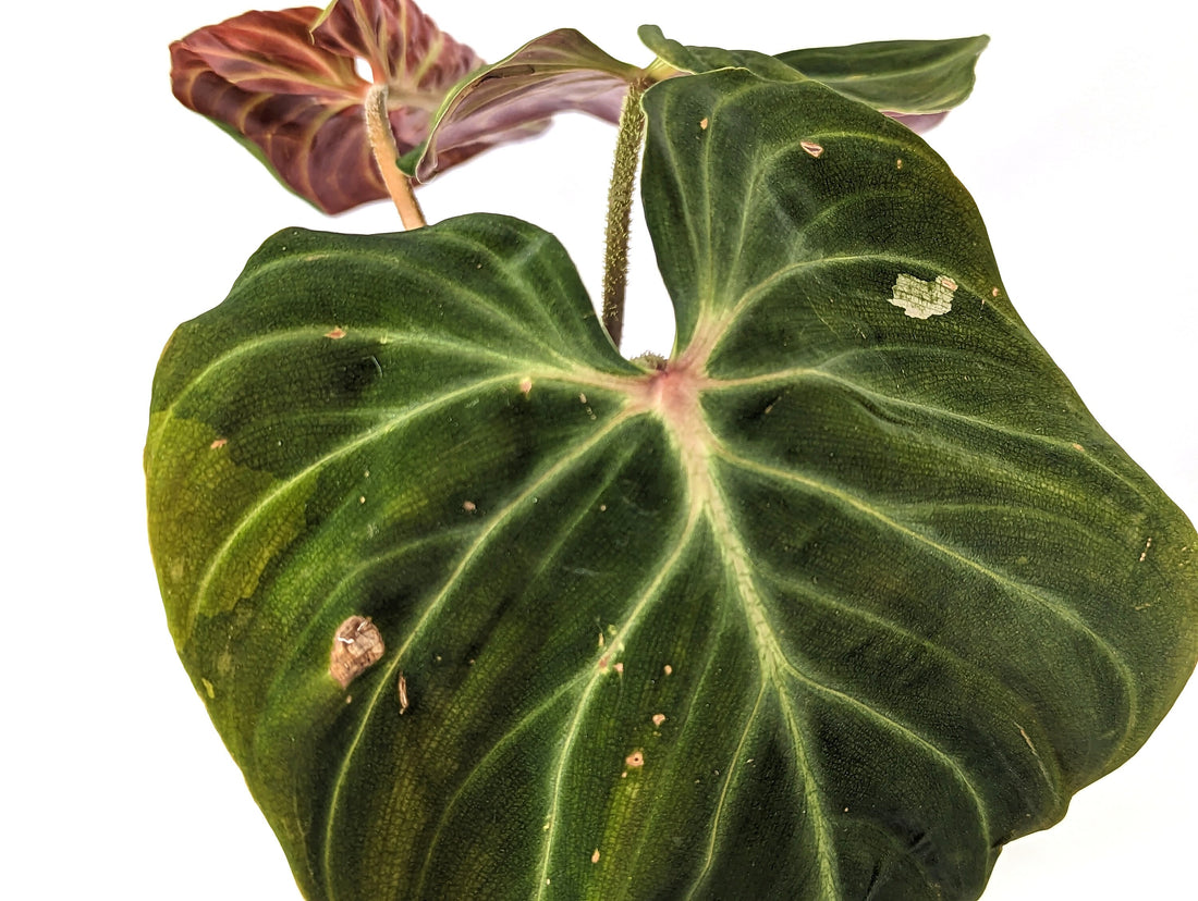 Variegated Philodendron Verrucosum Amazon Sunset Red Back