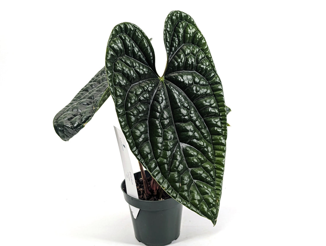 Anthurium Luxurians - Large Size 4 Inch Pot Live Plant