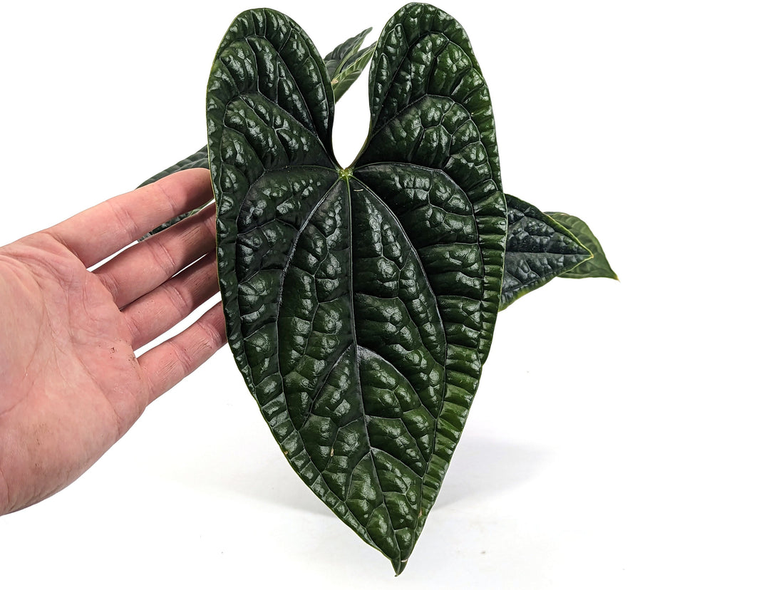 Anthurium Luxurians - Large Size 4 Inch Pot Live Plant