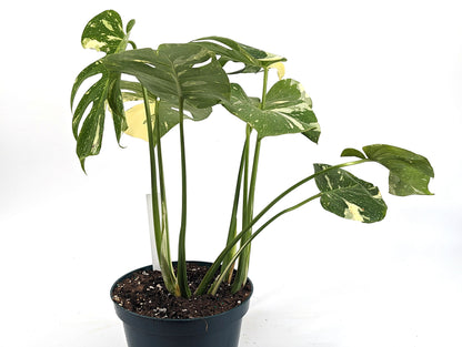 Monstera Thai Constellation Mature Plant in 8 inch Pot Exact Plant ID 
