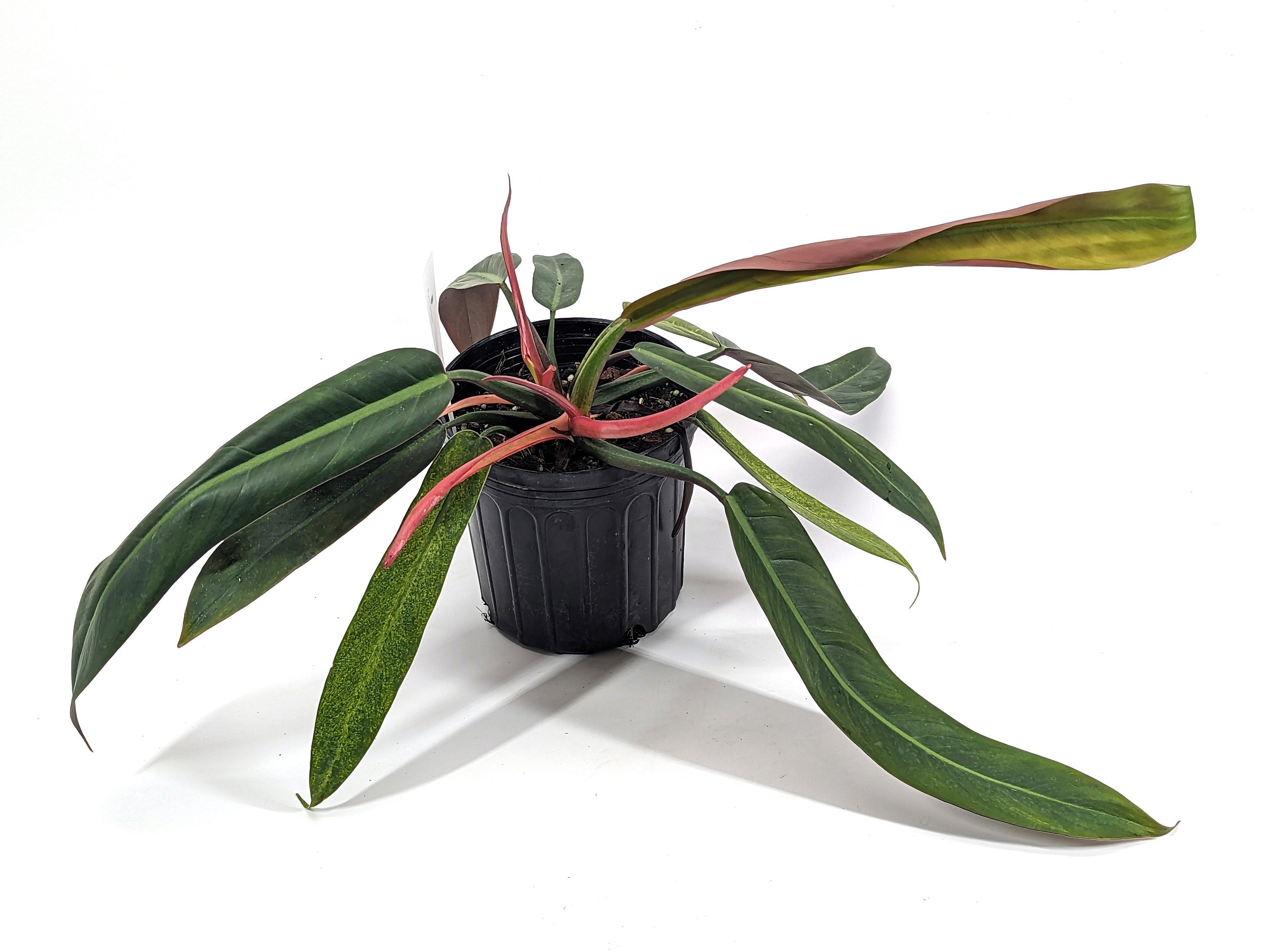 Philodendron Bicolor One of A Kind Exact Large Rare Aroid | 6 Inch Pot