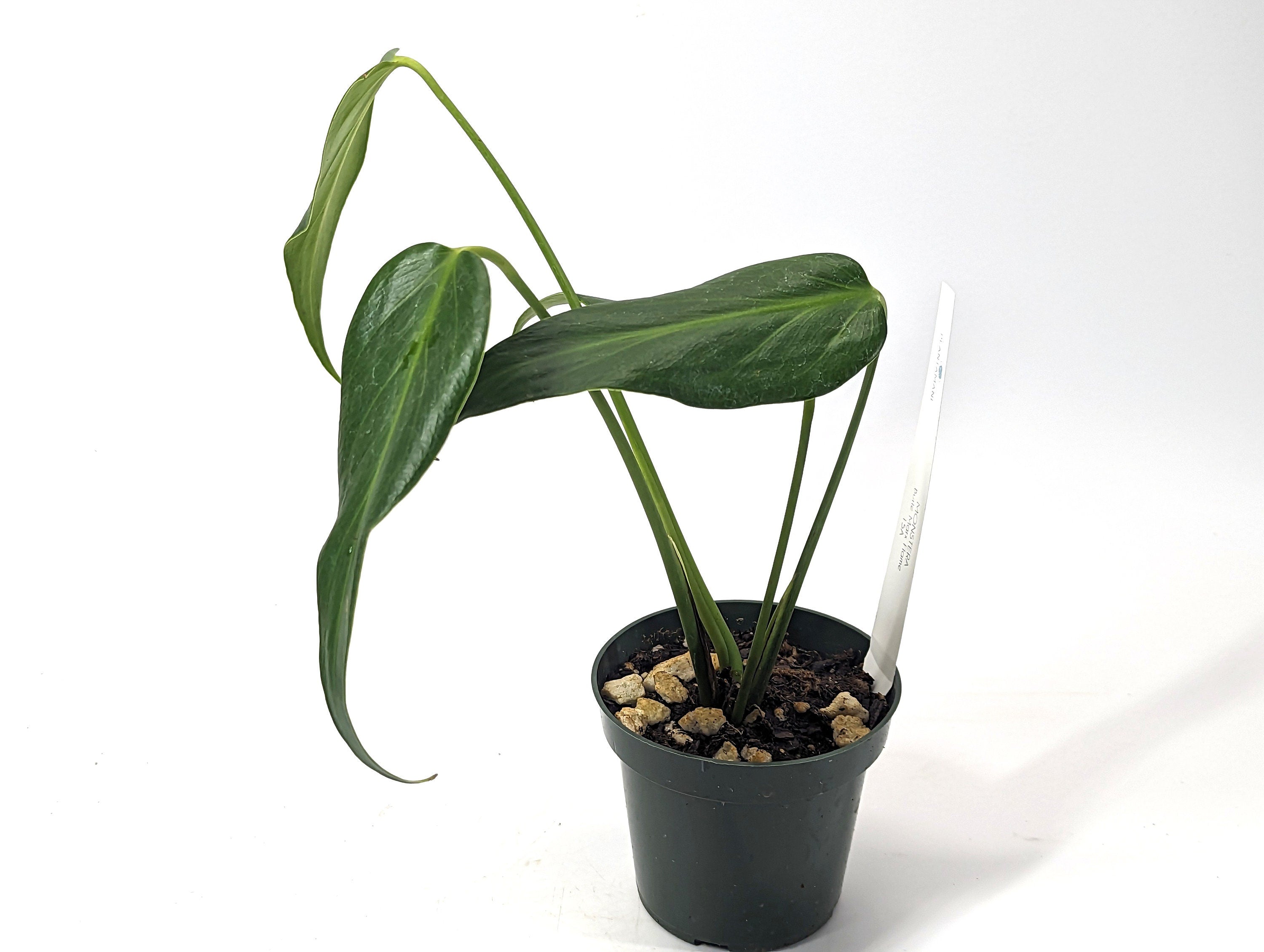Monstera Burle Marx Flame Exact Plant - Rooted Live Plant - 4 inch pot