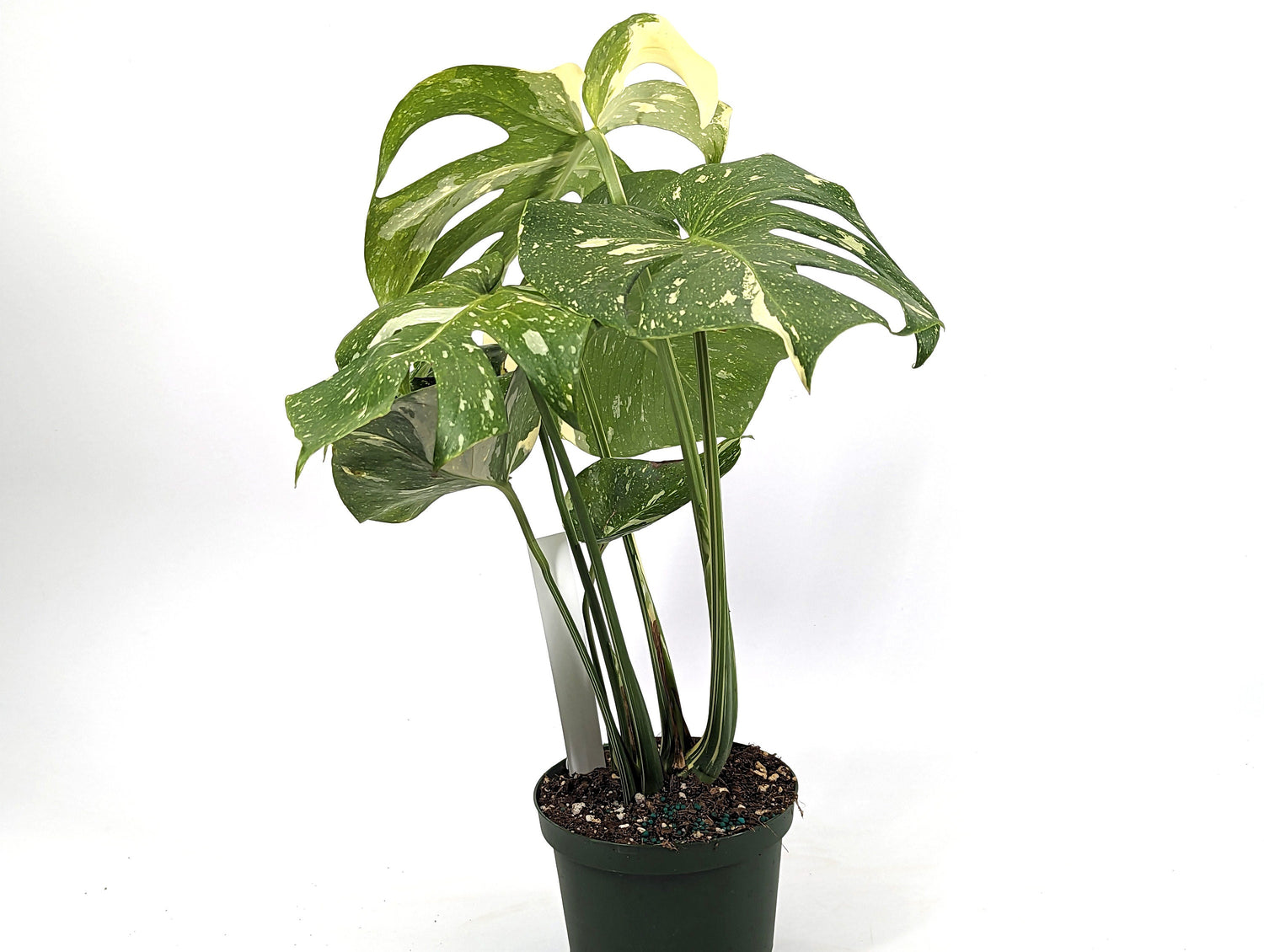 Monstera Thai Constellation Creme Brulee High Color Mature Plant in 6 inch Pot Exact Plant ID 