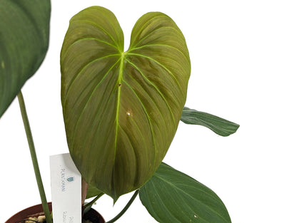Philodendron Rubrijuvenile x Pastazanum - NEW HYBRID Plant Exact Listing
