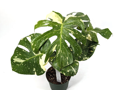 Monstera Thai Constellation Creme Brulee High Color Mature Plant in 6 inch Pot Exact Plant ID 