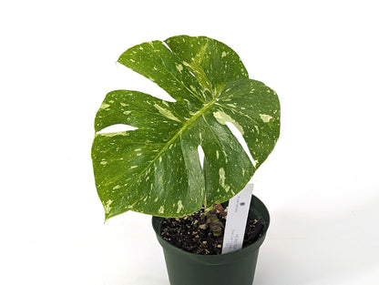 Monstera Thai Constellation Lonely Leaf Exact Plant Pictured 