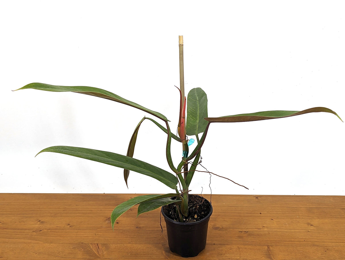 Philodendron Bicolor