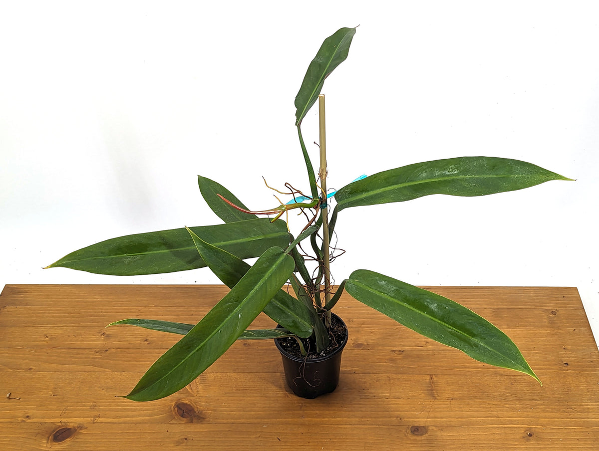 Philodendron Bicolor