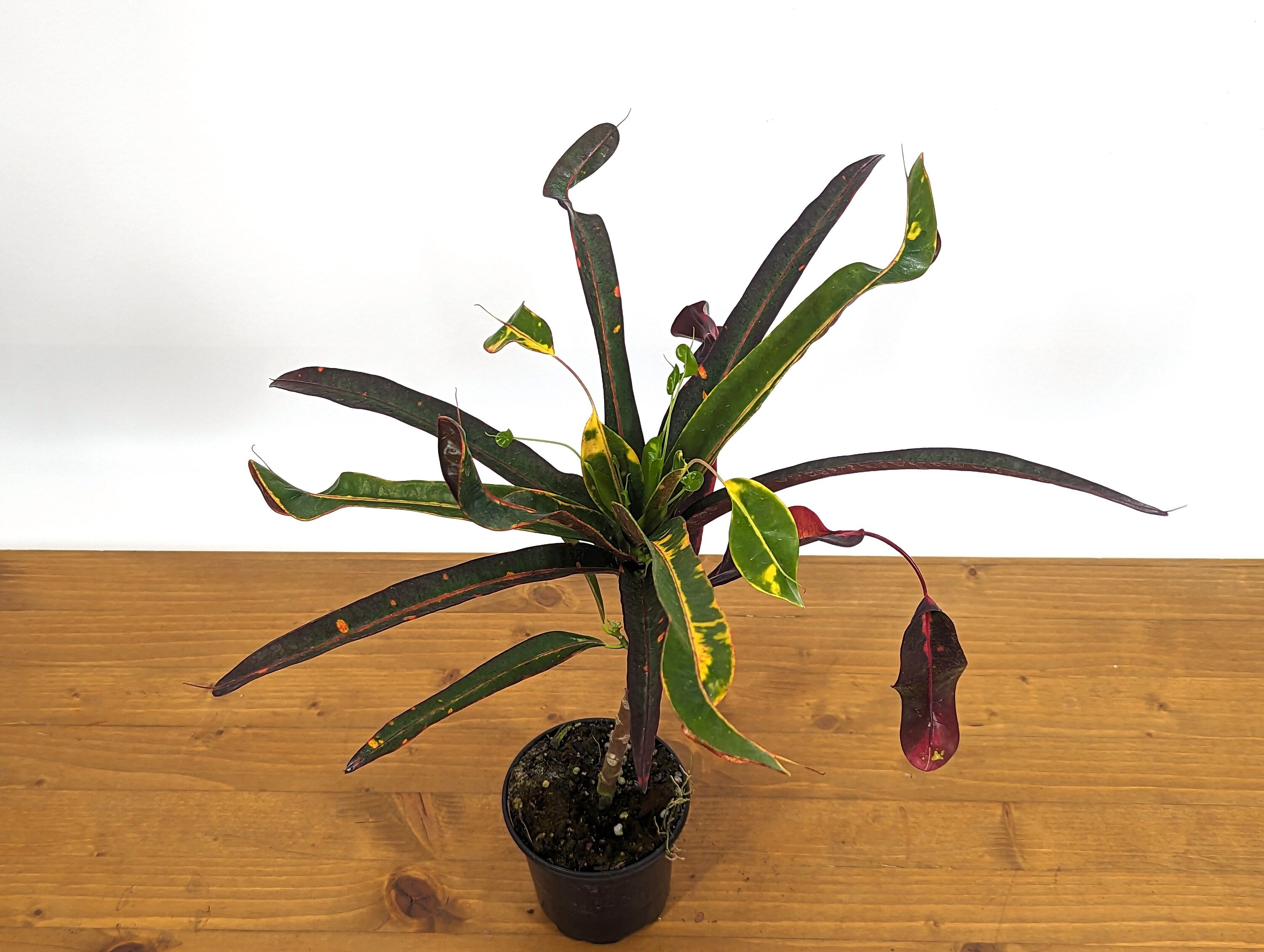 Croton Jester (Codiaeum Petra)