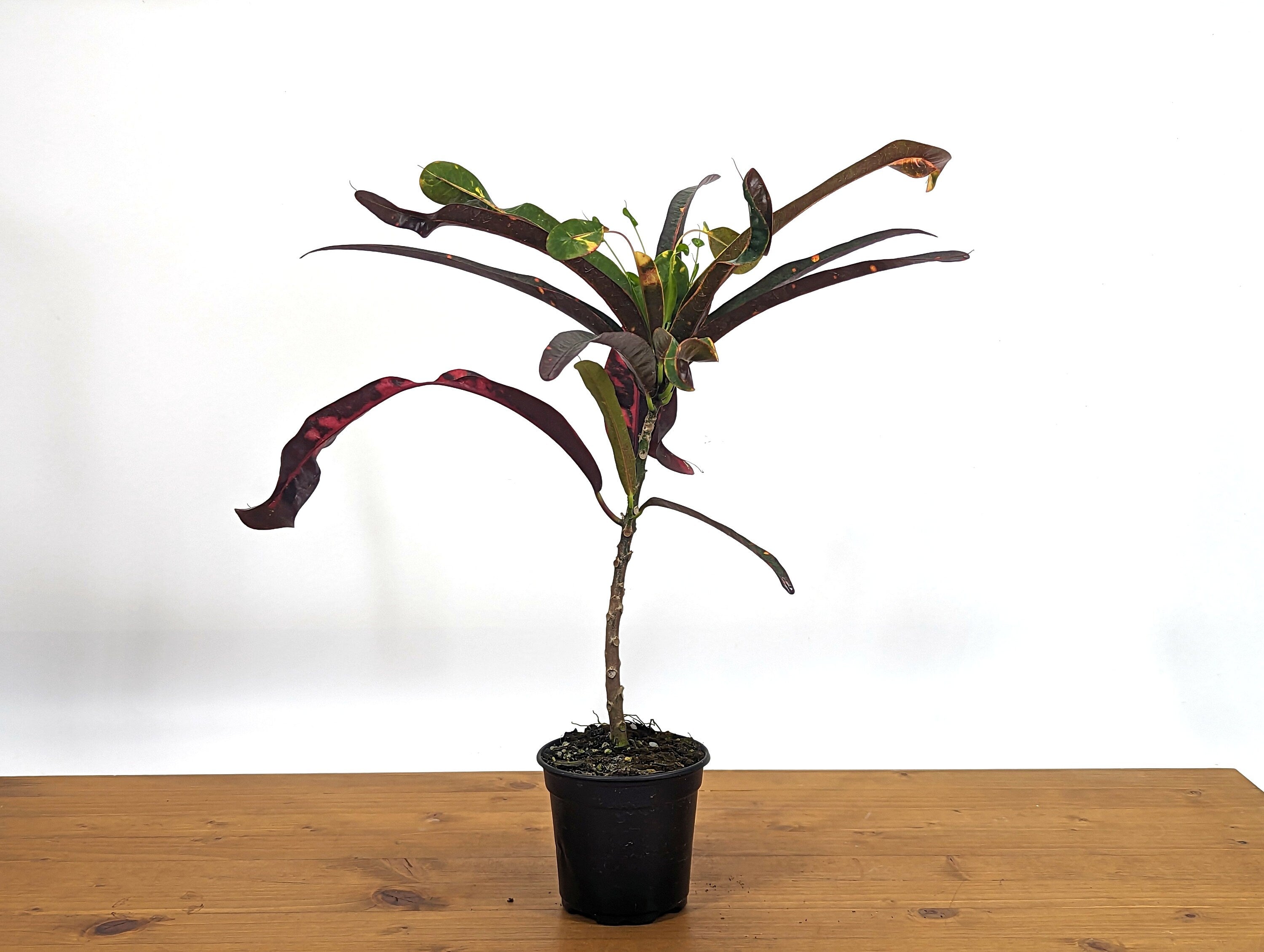 Croton Jester (Codiaeum Petra)
