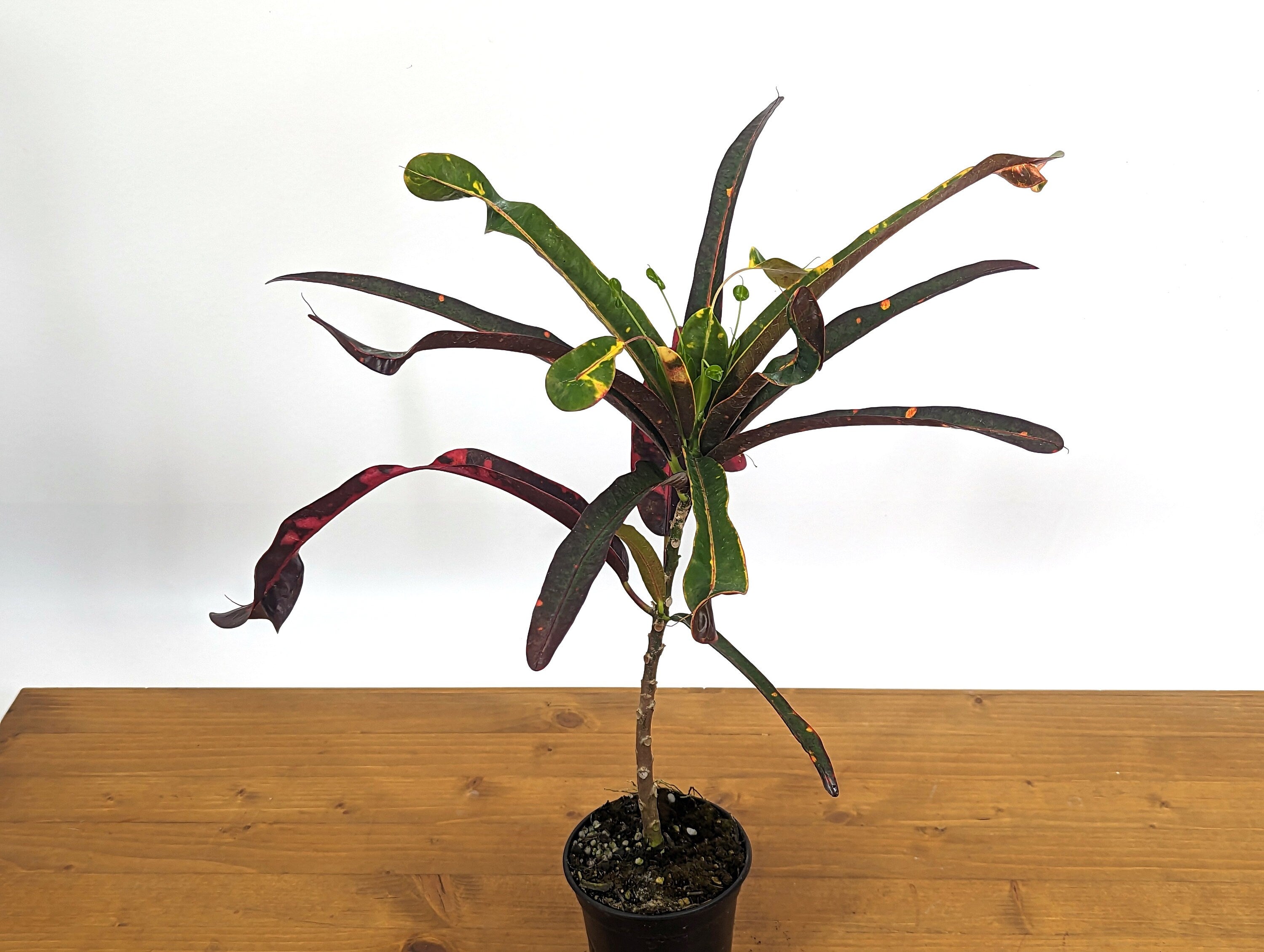 Croton Jester (Codiaeum Petra)