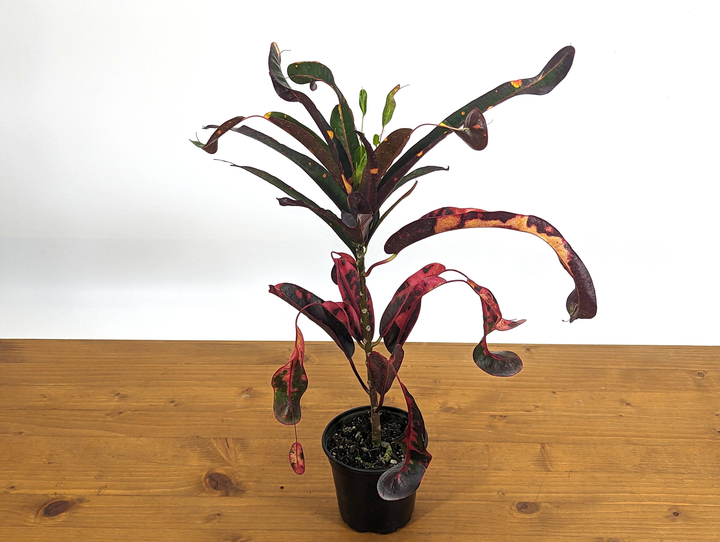 Croton Jester (Codiaeum Petra)