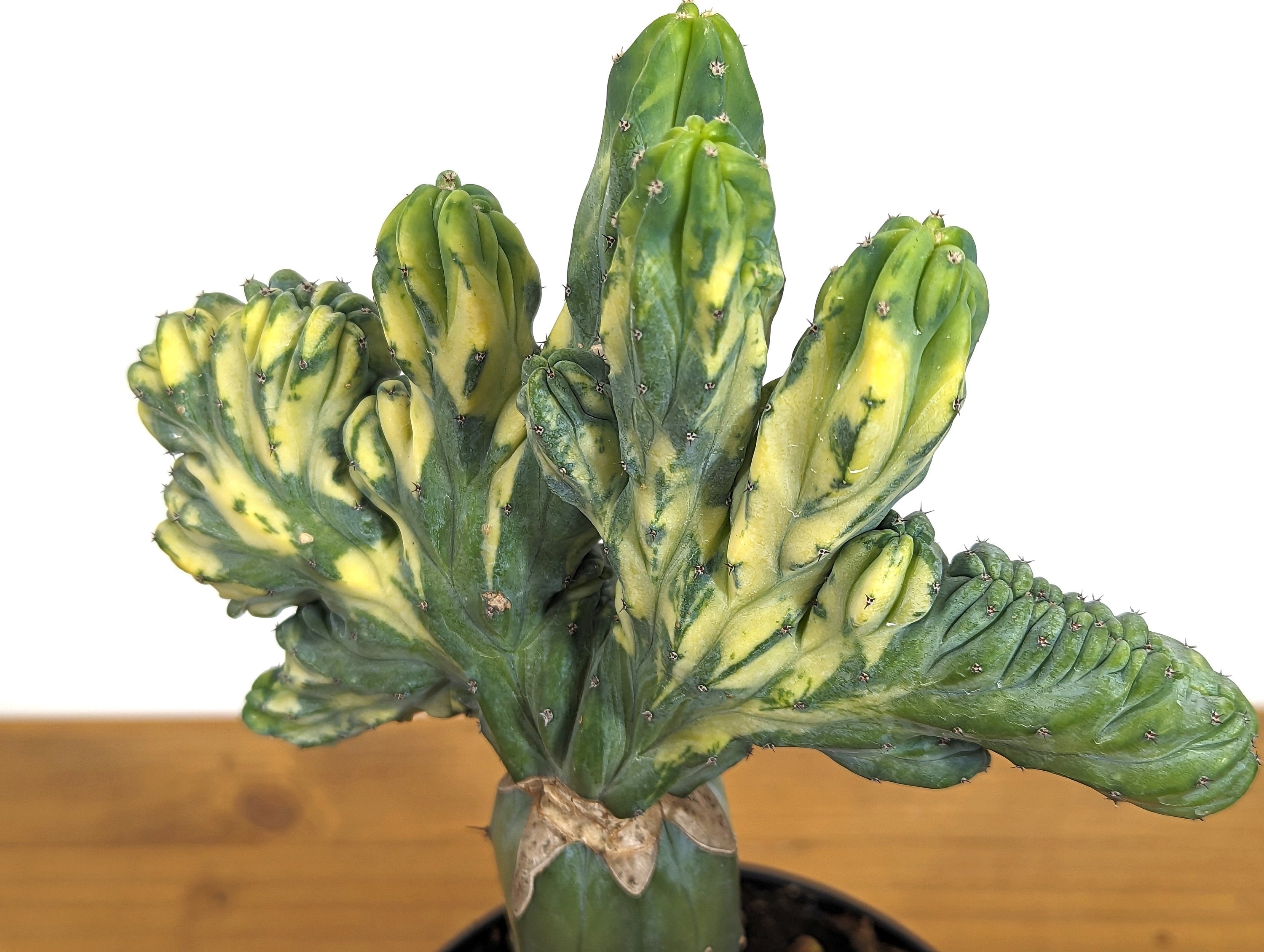 Blue Myrtle Crested Cactus, Myrtillocactus in 6" pot