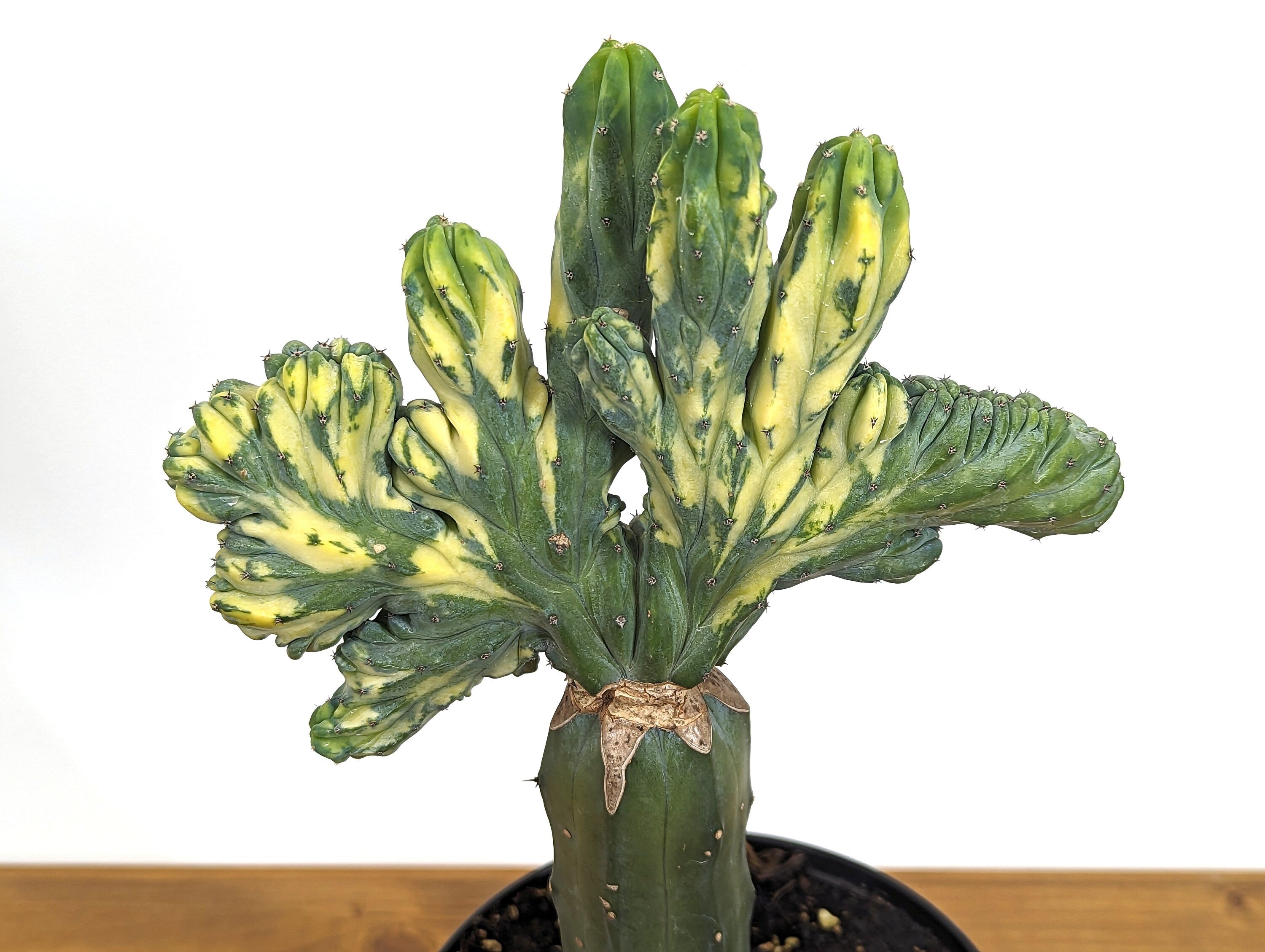 Blue Myrtle Crested Cactus, Myrtillocactus in 6" pot