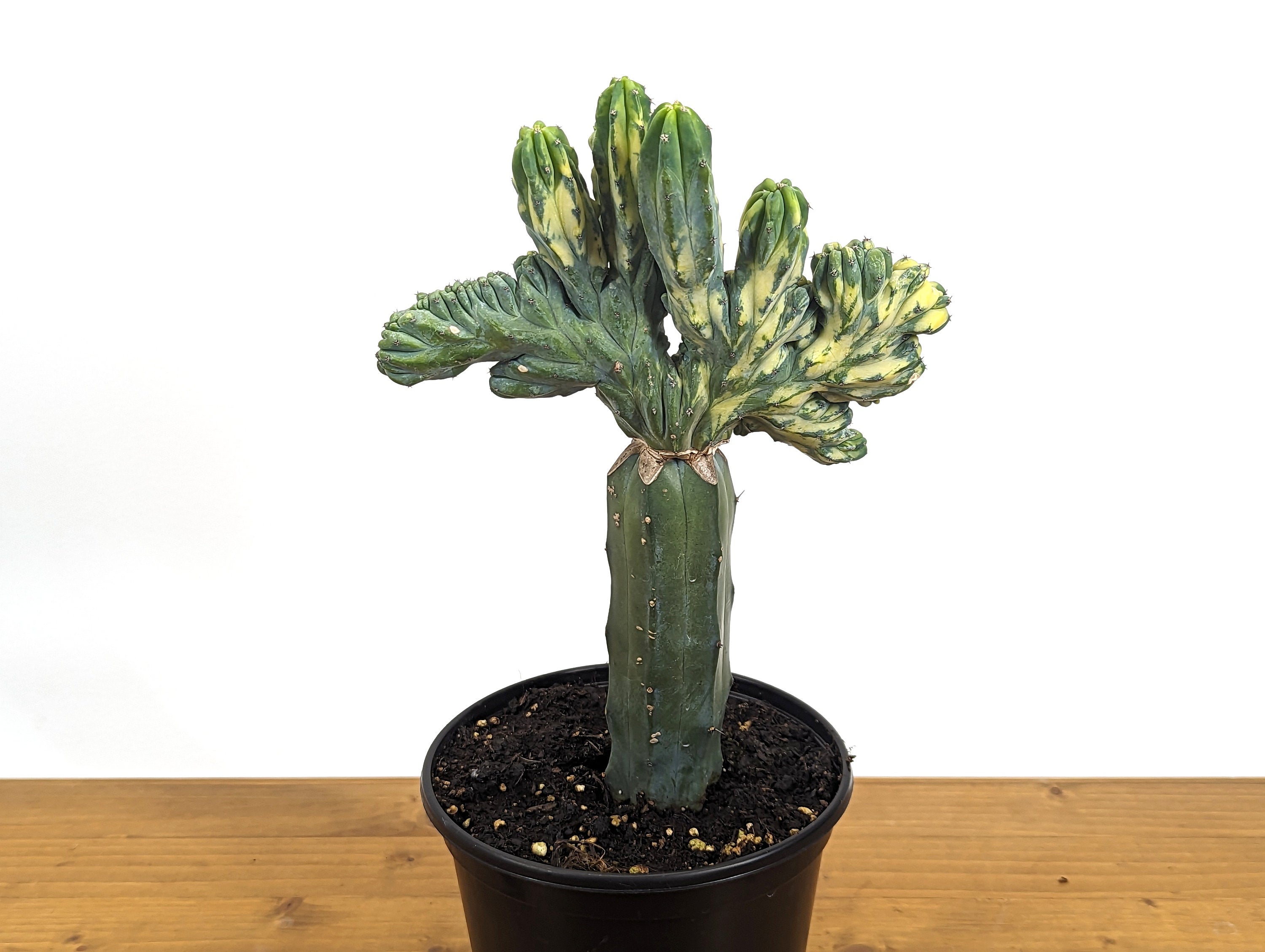 Blue Myrtle Crested Cactus, Myrtillocactus in 6" pot