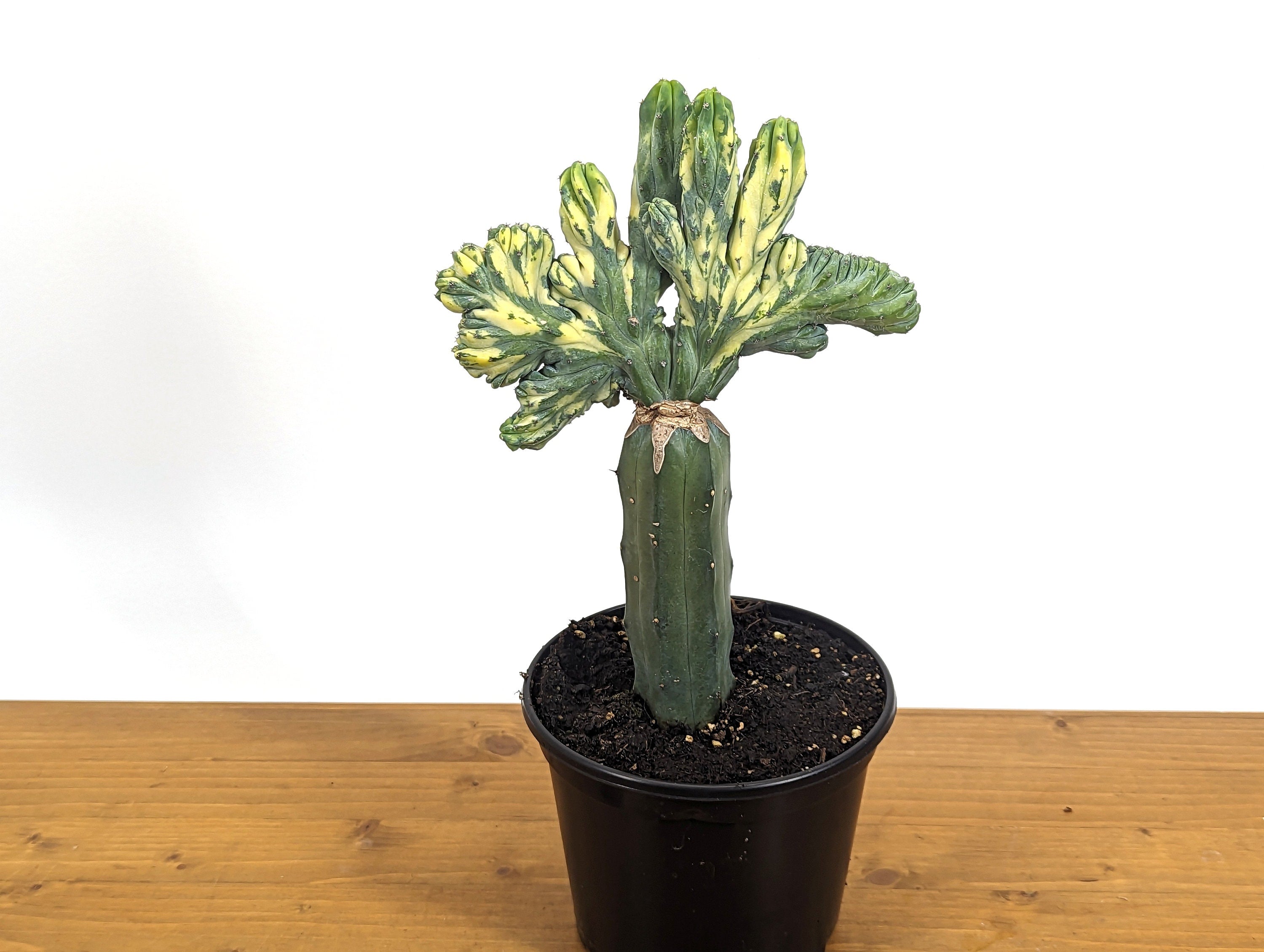 Blue Myrtle Crested Cactus, Myrtillocactus in 6" pot