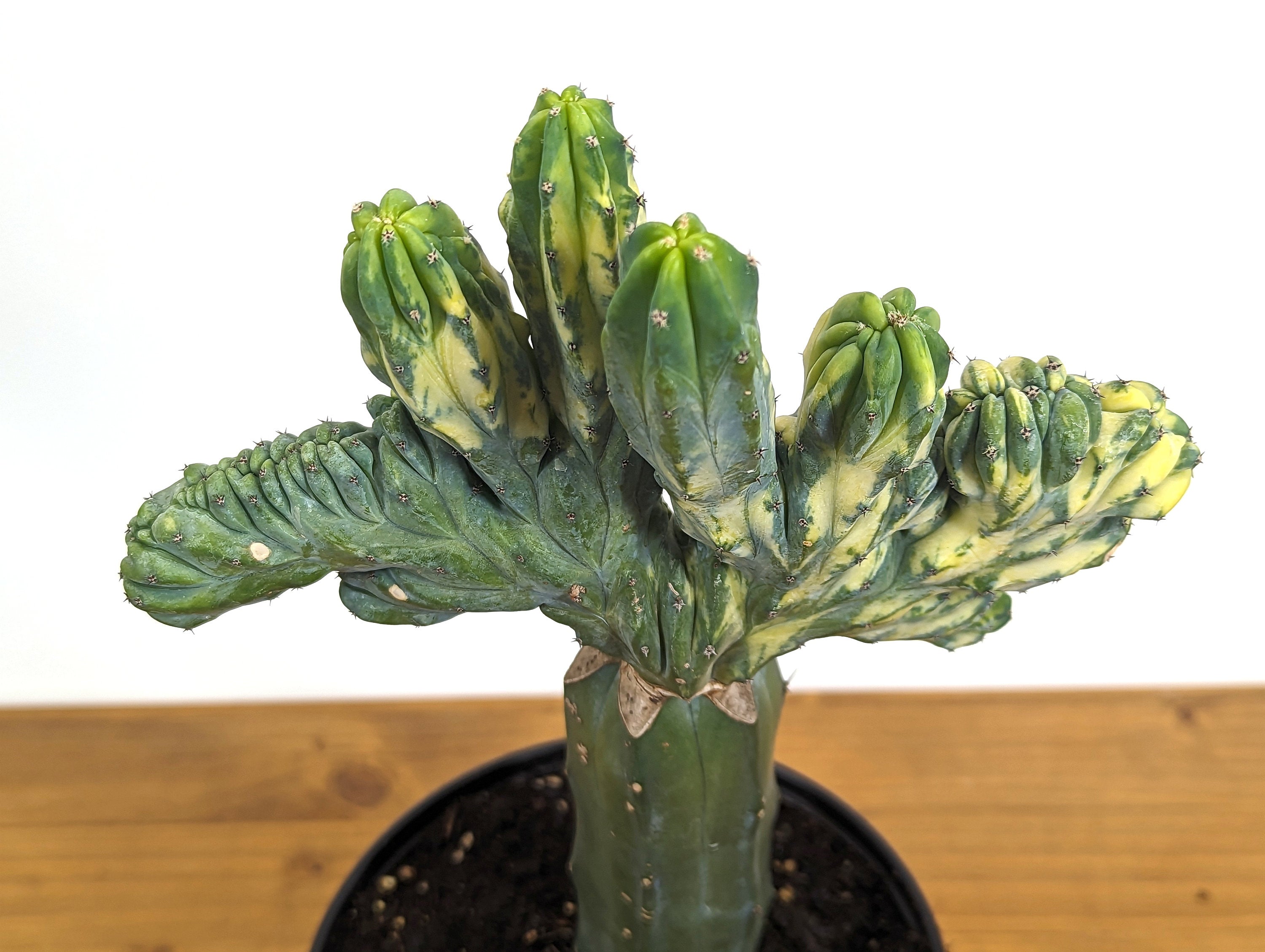 Blue Myrtle Crested Cactus, Myrtillocactus in 6" pot