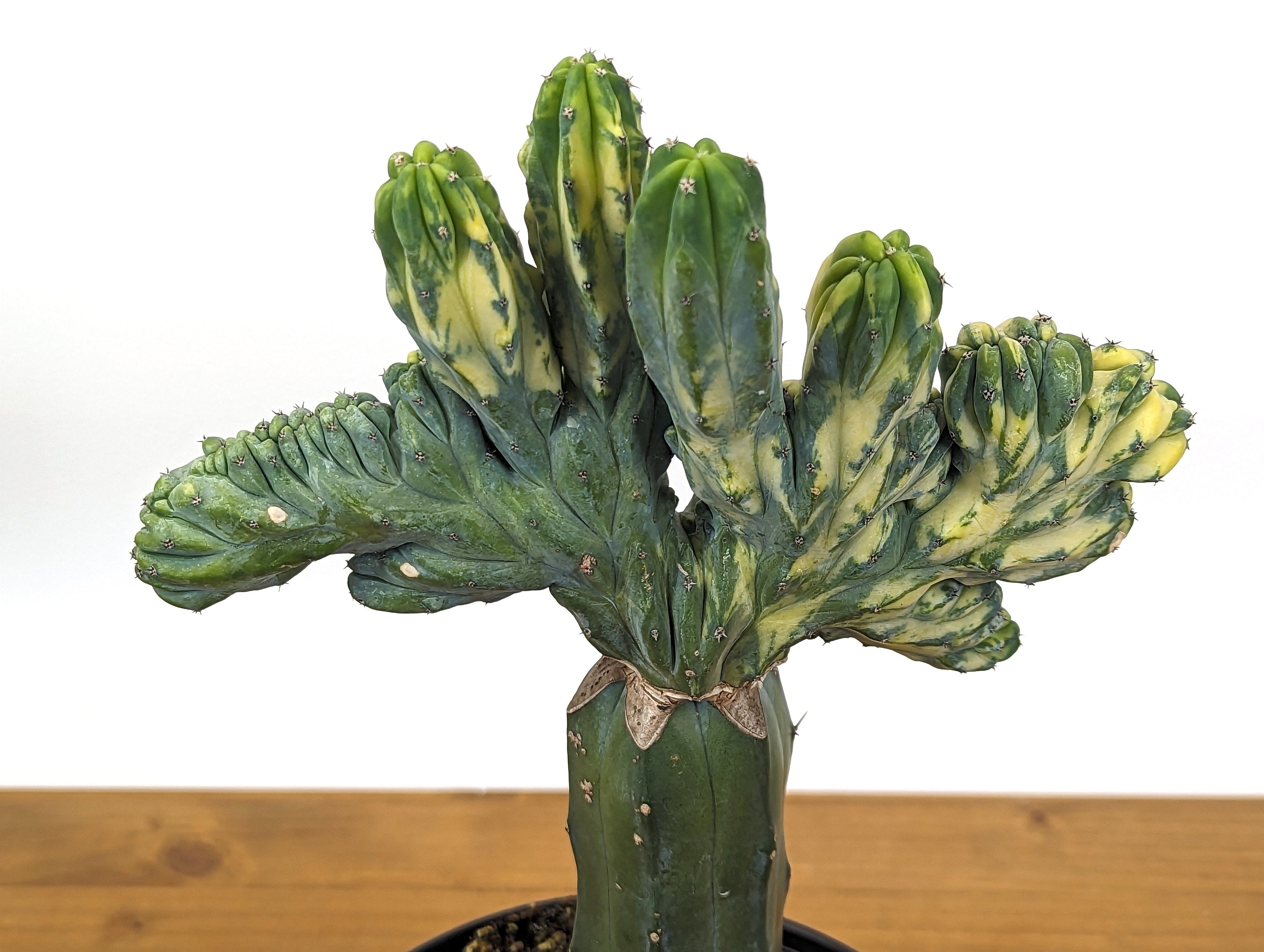 Blue Myrtle Crested Cactus, Myrtillocactus in 6" pot