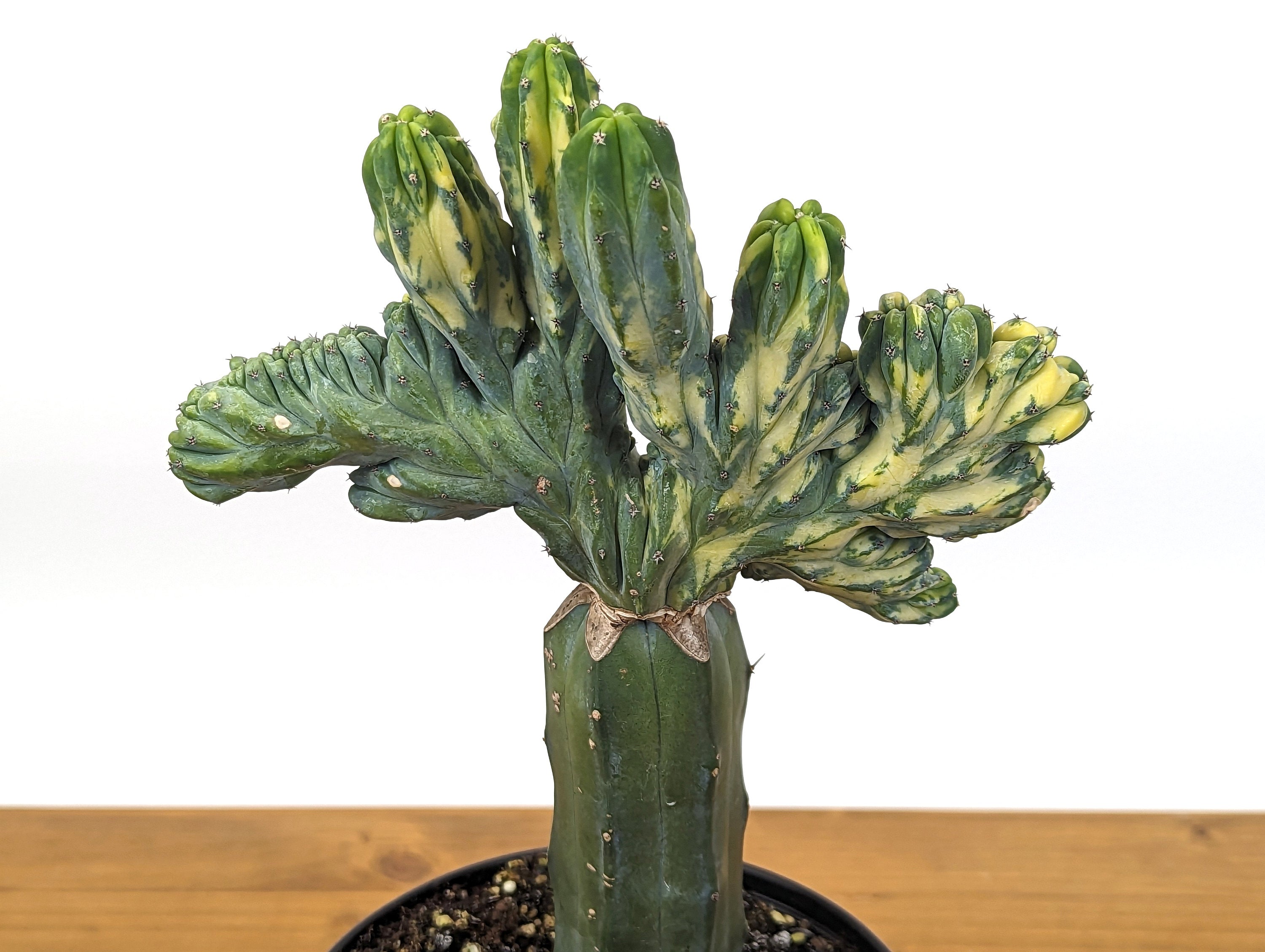 Blue Myrtle Crested Cactus, Myrtillocactus in 6" pot