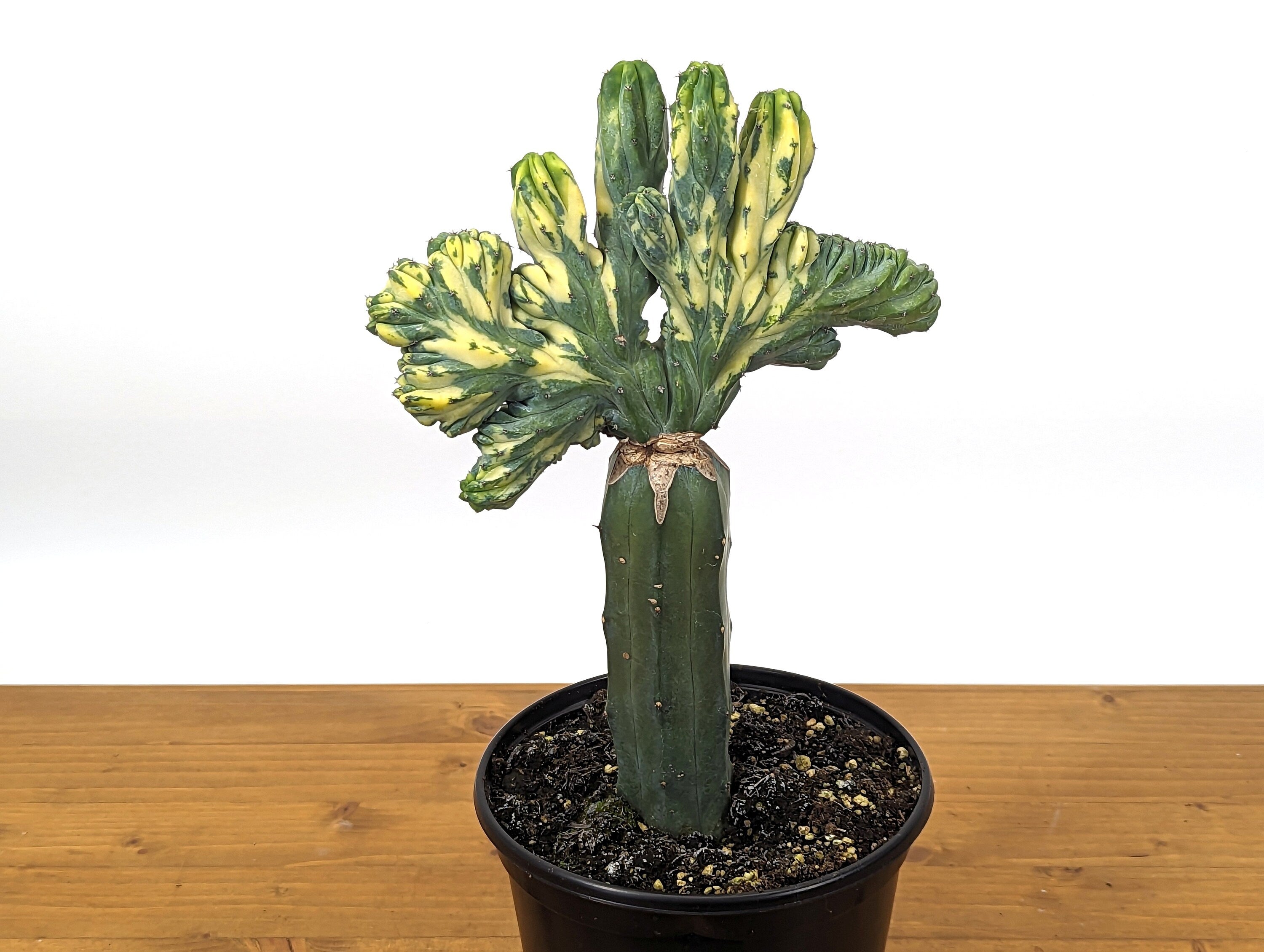 Blue Myrtle Crested Cactus, Myrtillocactus in 6" pot