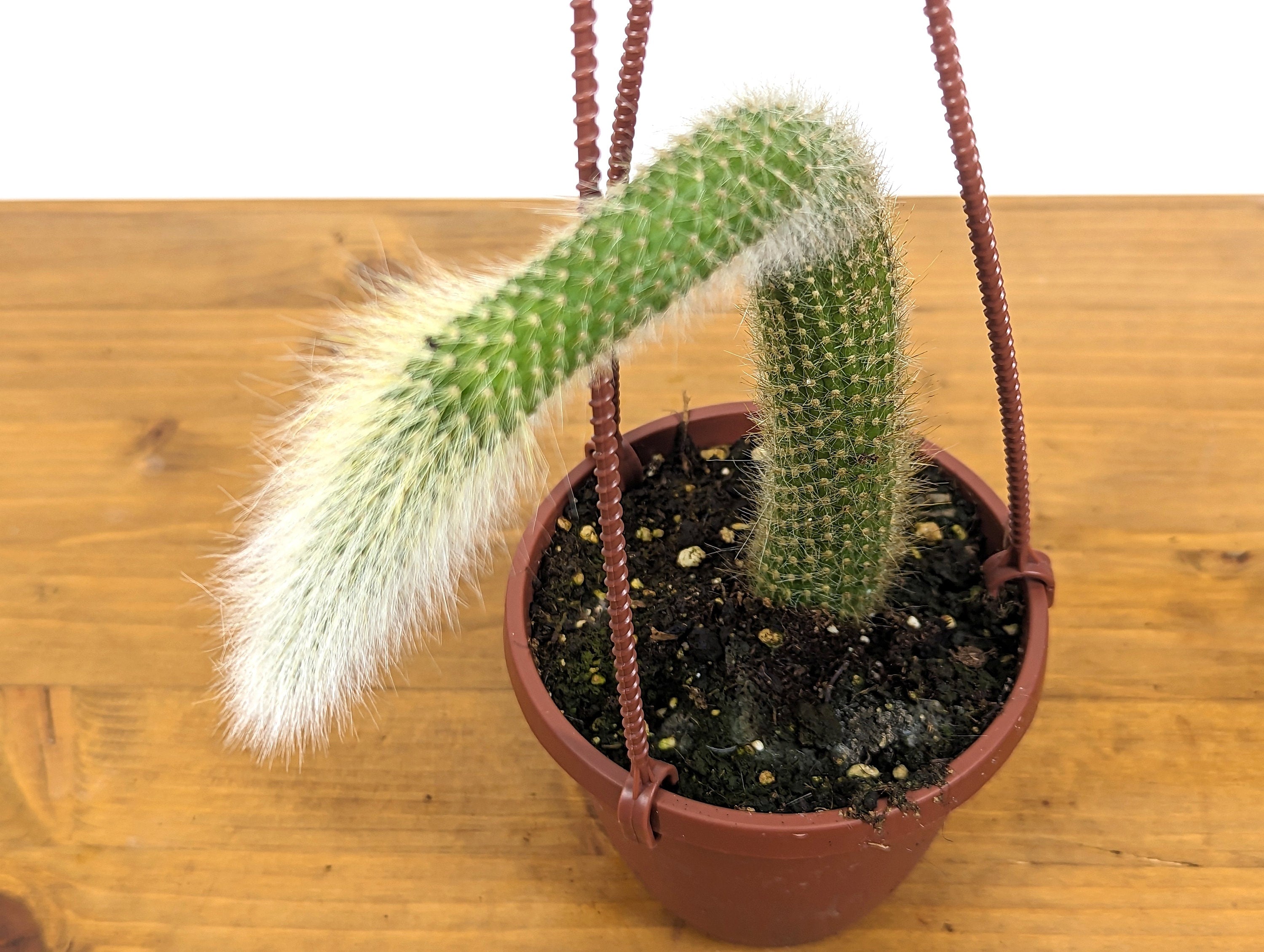 Monkey Tail Cactus - Hildewintera colademononis - Unique Fuzzy Cactus