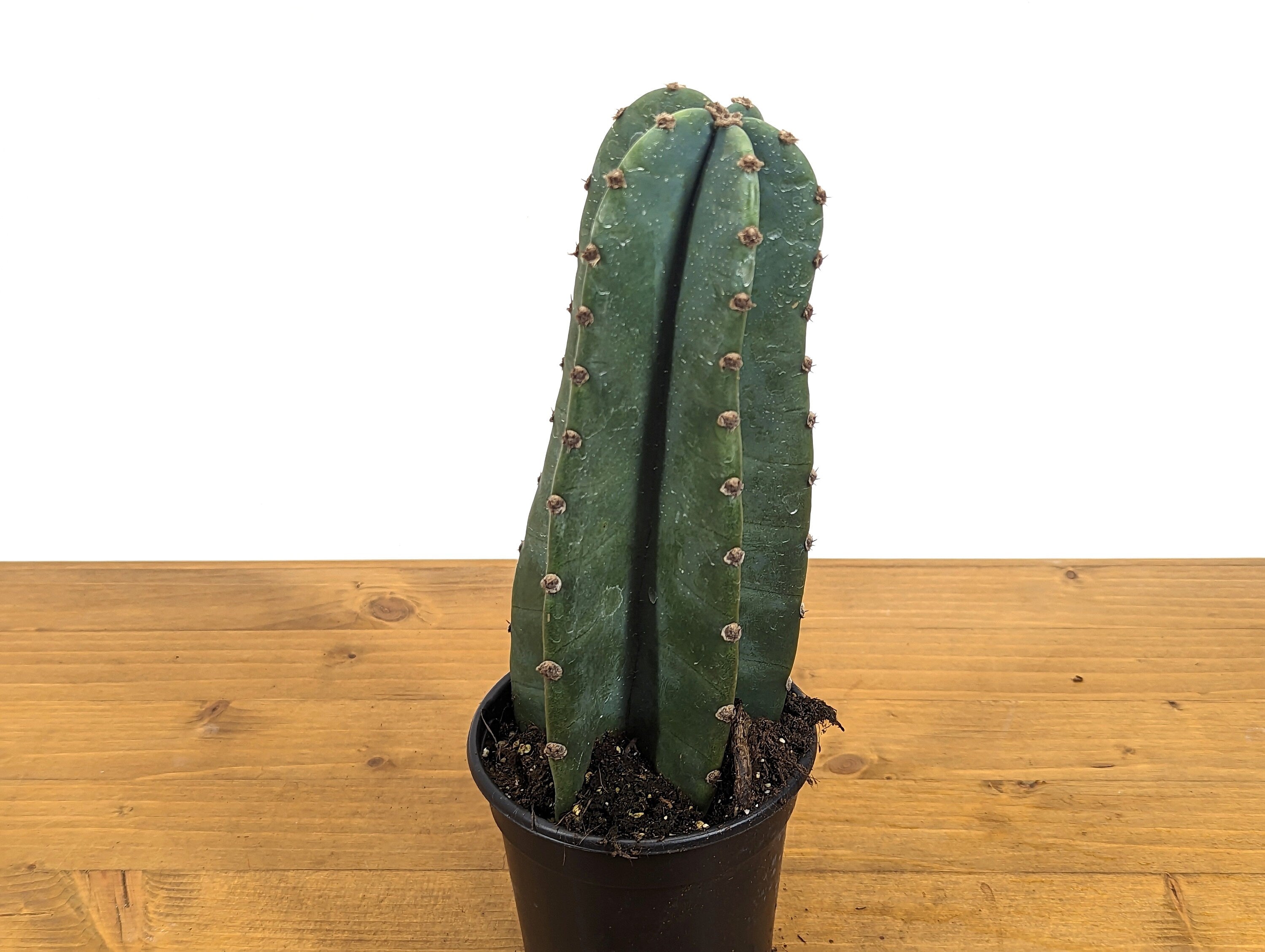 Peruvian Apple Cactus Live Plant - 4 Inch Pot