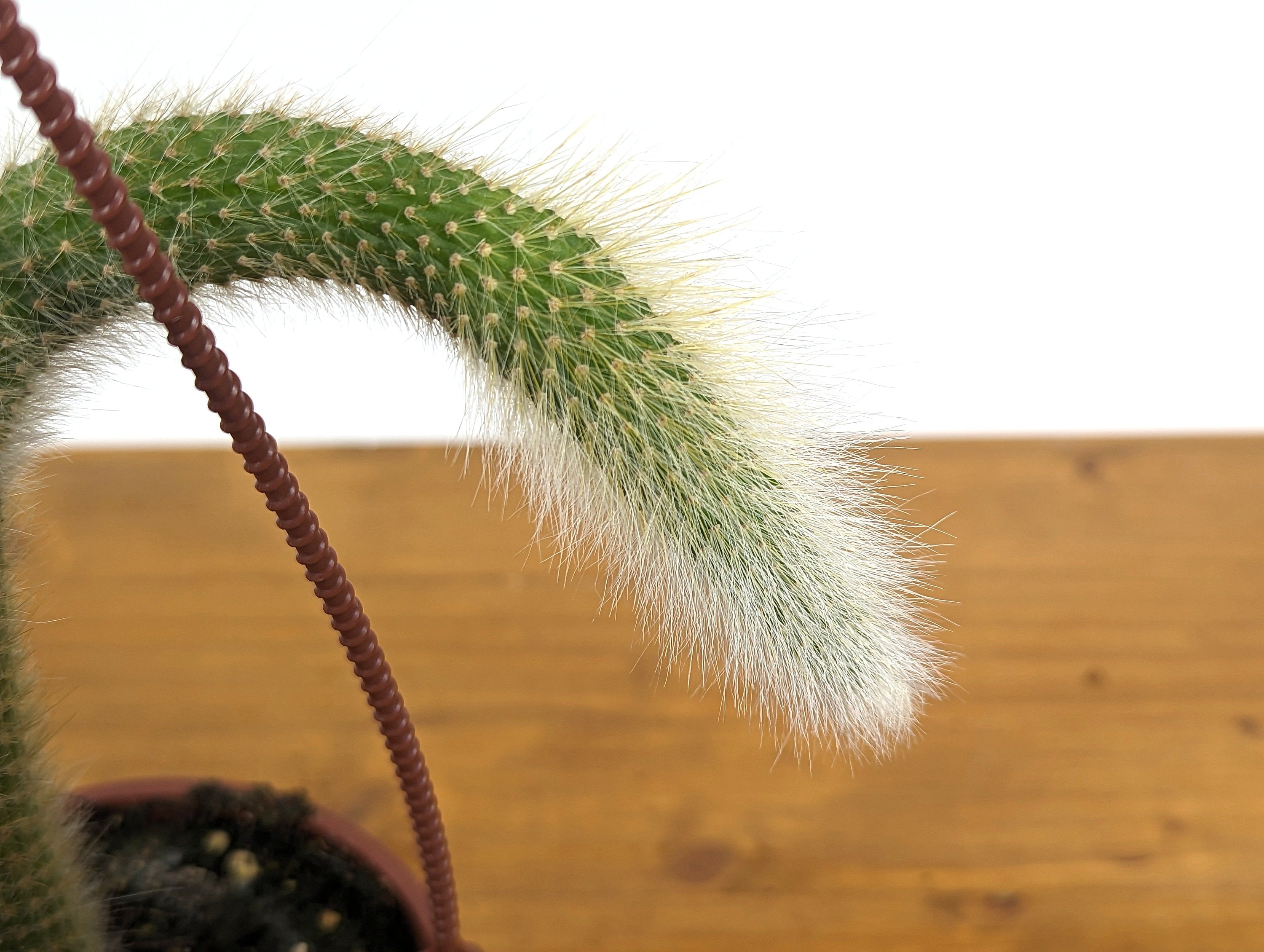 Monkey Tail Cactus - Hildewintera colademononis - Unique Fuzzy Cactus