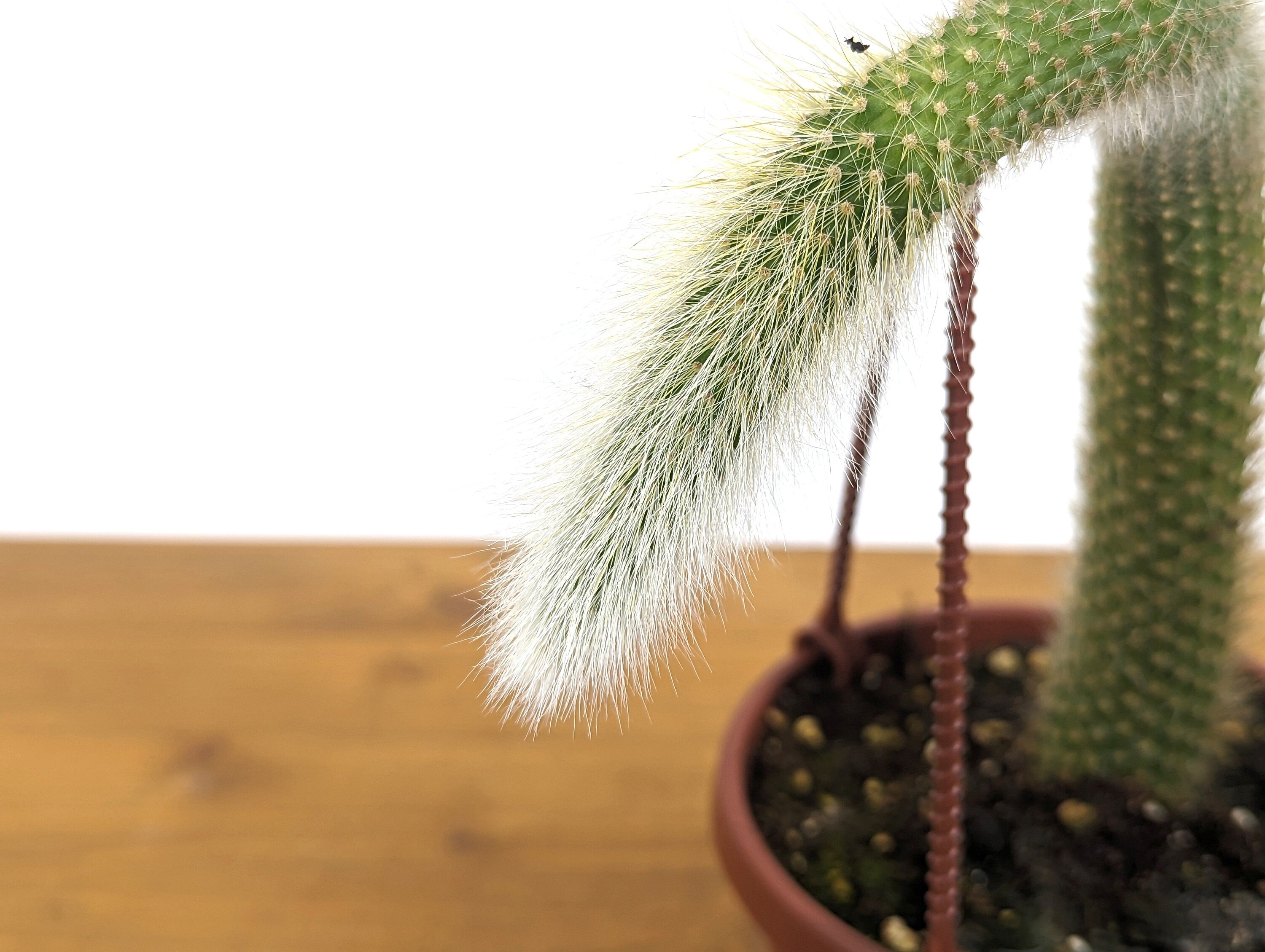 Monkey Tail Cactus - Hildewintera colademononis - Unique Fuzzy Cactus