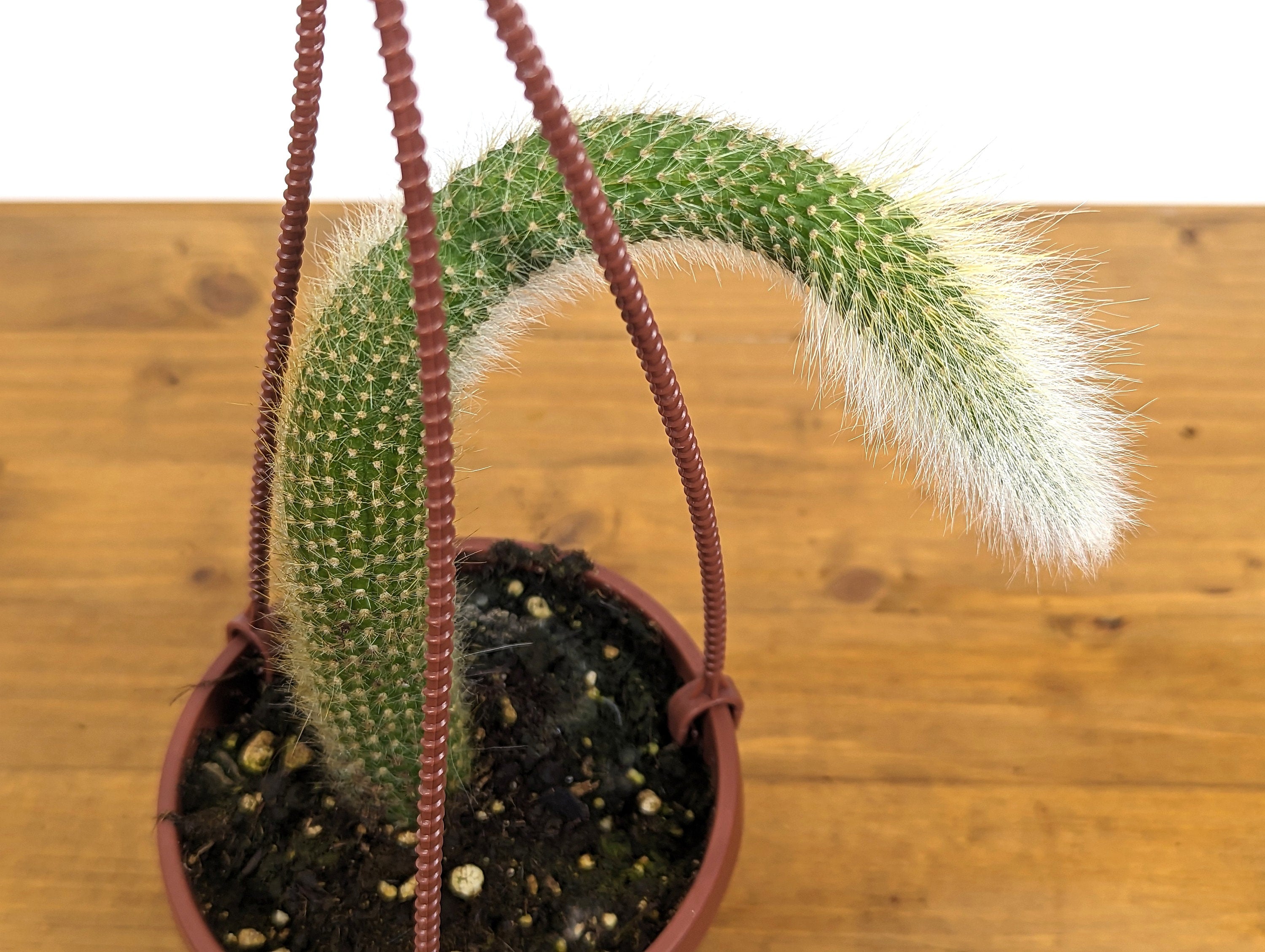 Monkey Tail Cactus - Hildewintera colademononis - Unique Fuzzy Cactus