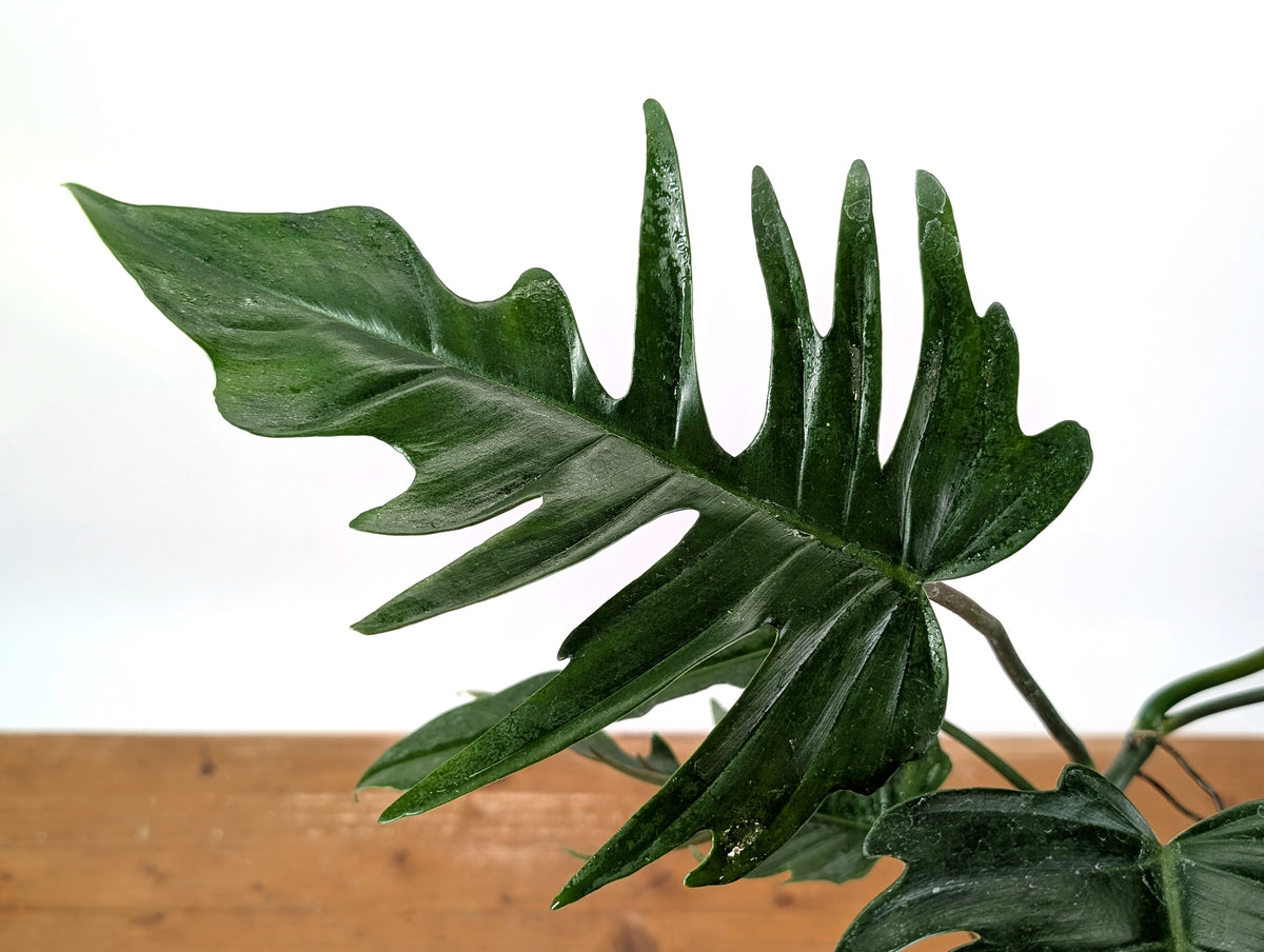 Philodendron Florida Beauty x Tortum (Green) Exact Plant #37A