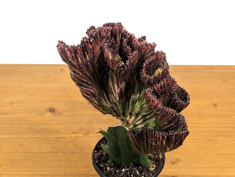 Red Mermaid Tail Cactus