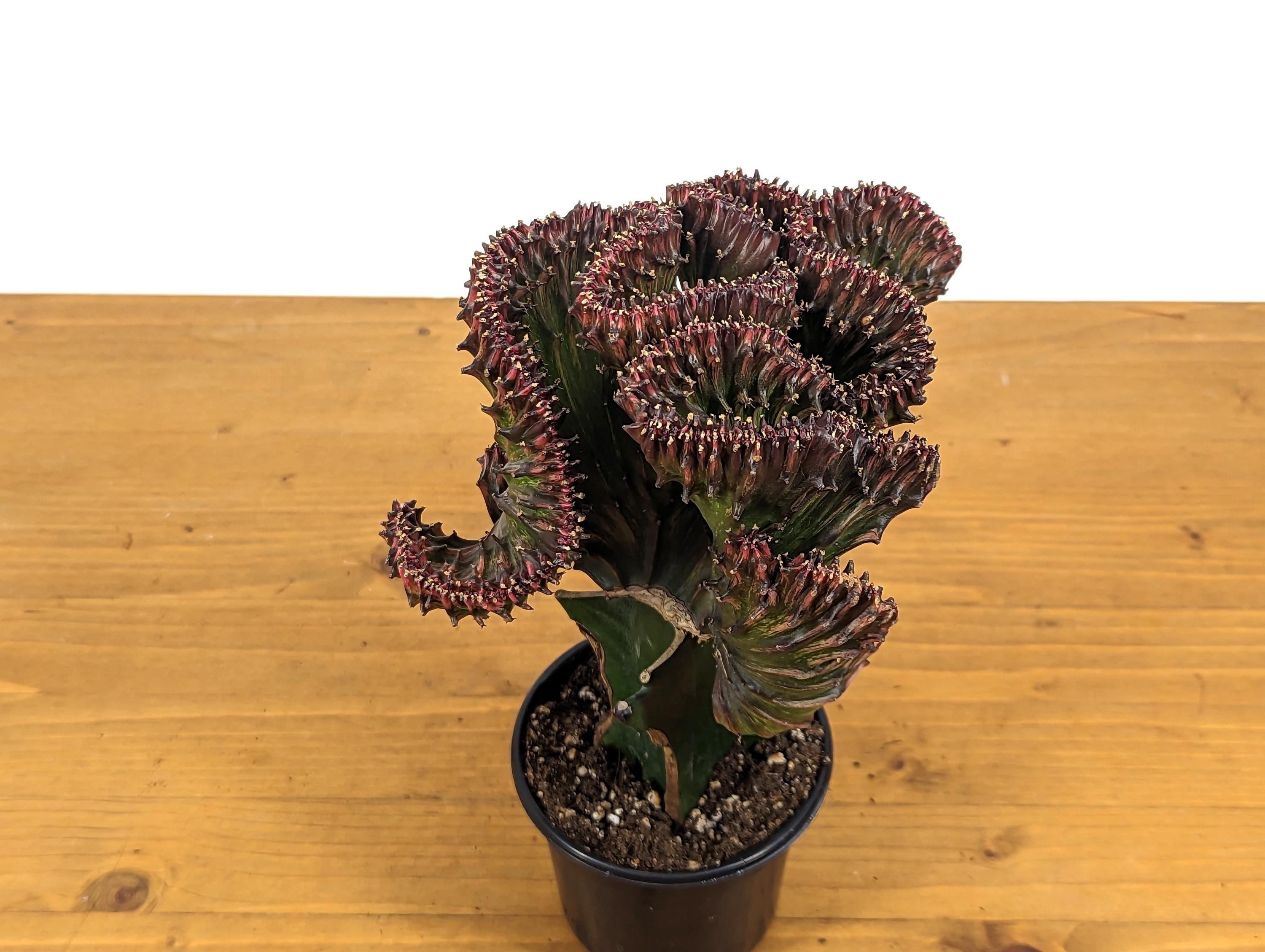 Red Mermaid Tail Cactus (Crested Euphorbia) in 4" pot
