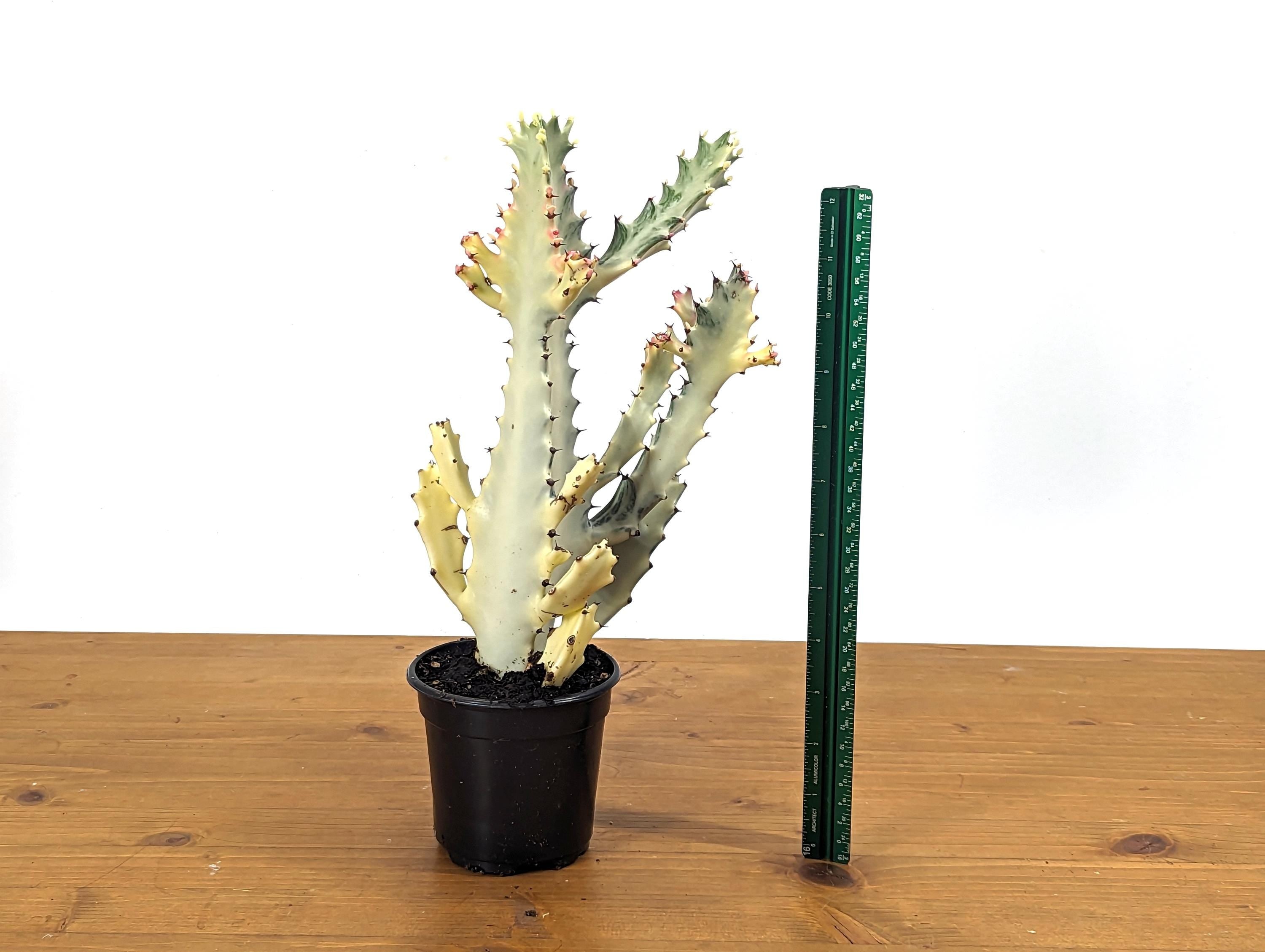 Ghost Cactus (Euphorbia Lactea)