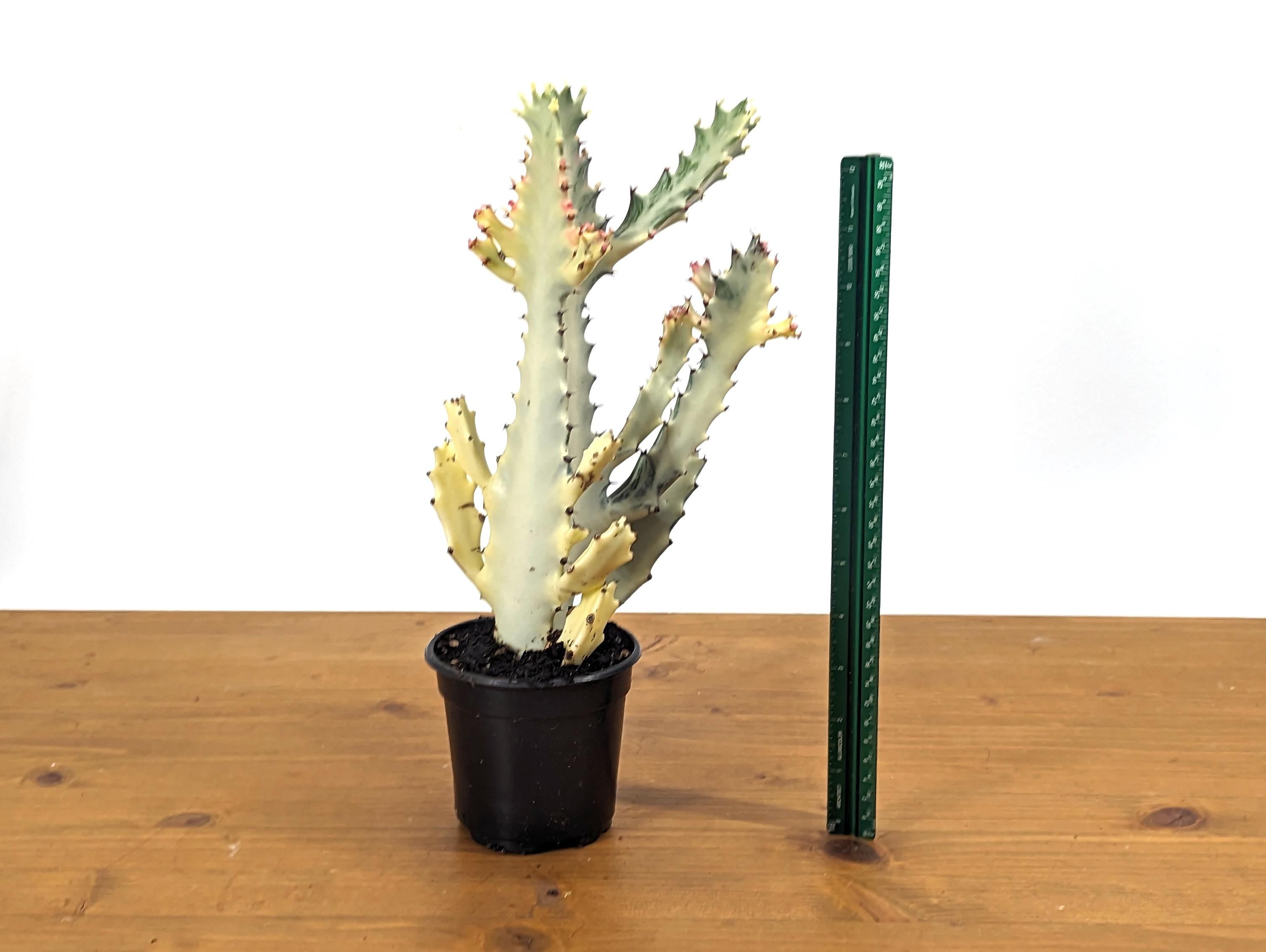 Ghost Cactus (Euphorbia Lactea)