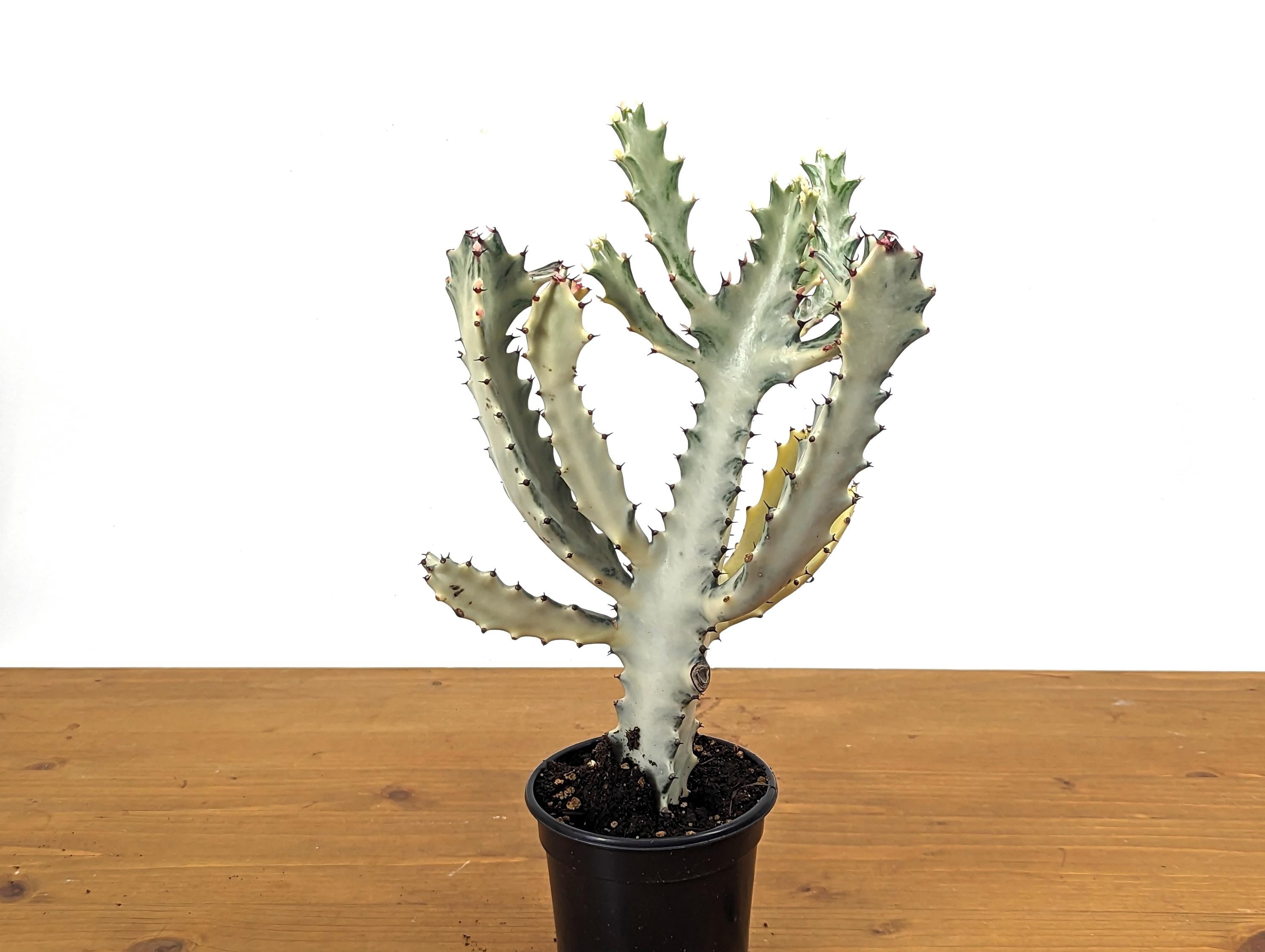 Ghost Cactus (Euphorbia Lactea)