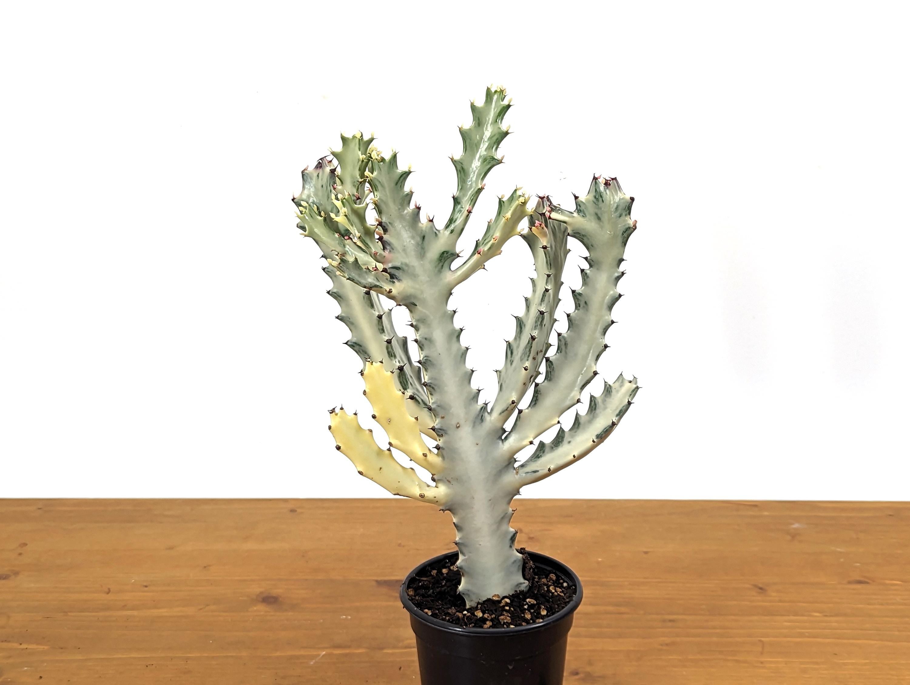 Ghost Cactus (Euphorbia Lactea)