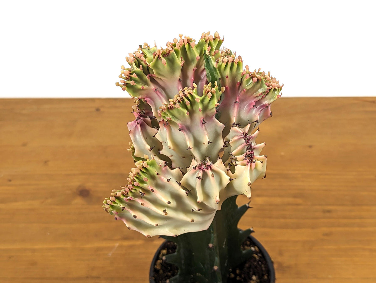 Light Pink Mermaid Tail Cactus