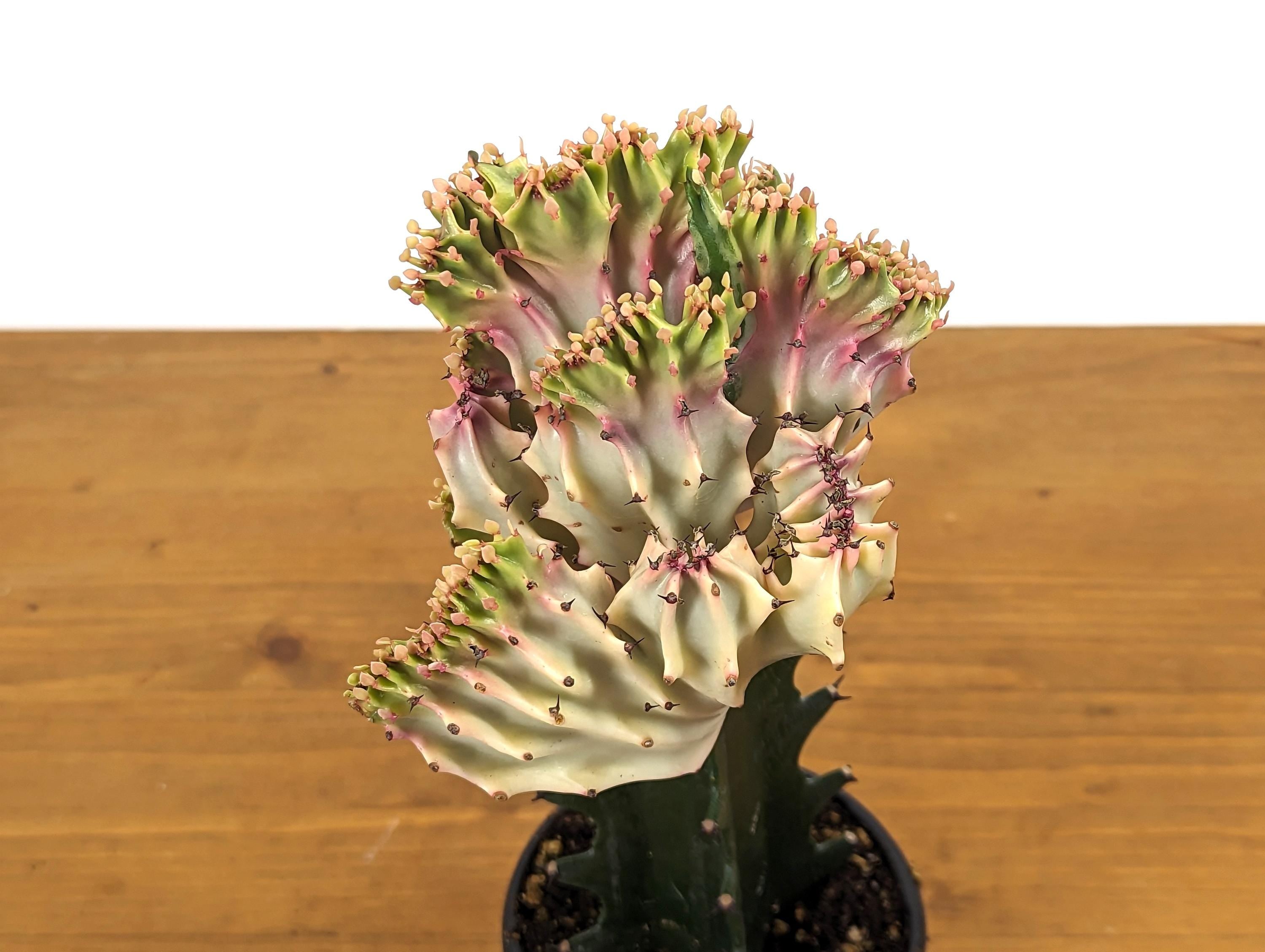 Light Pink Mermaid Tail Cactus (Crested Euphorbia) in 4" pot