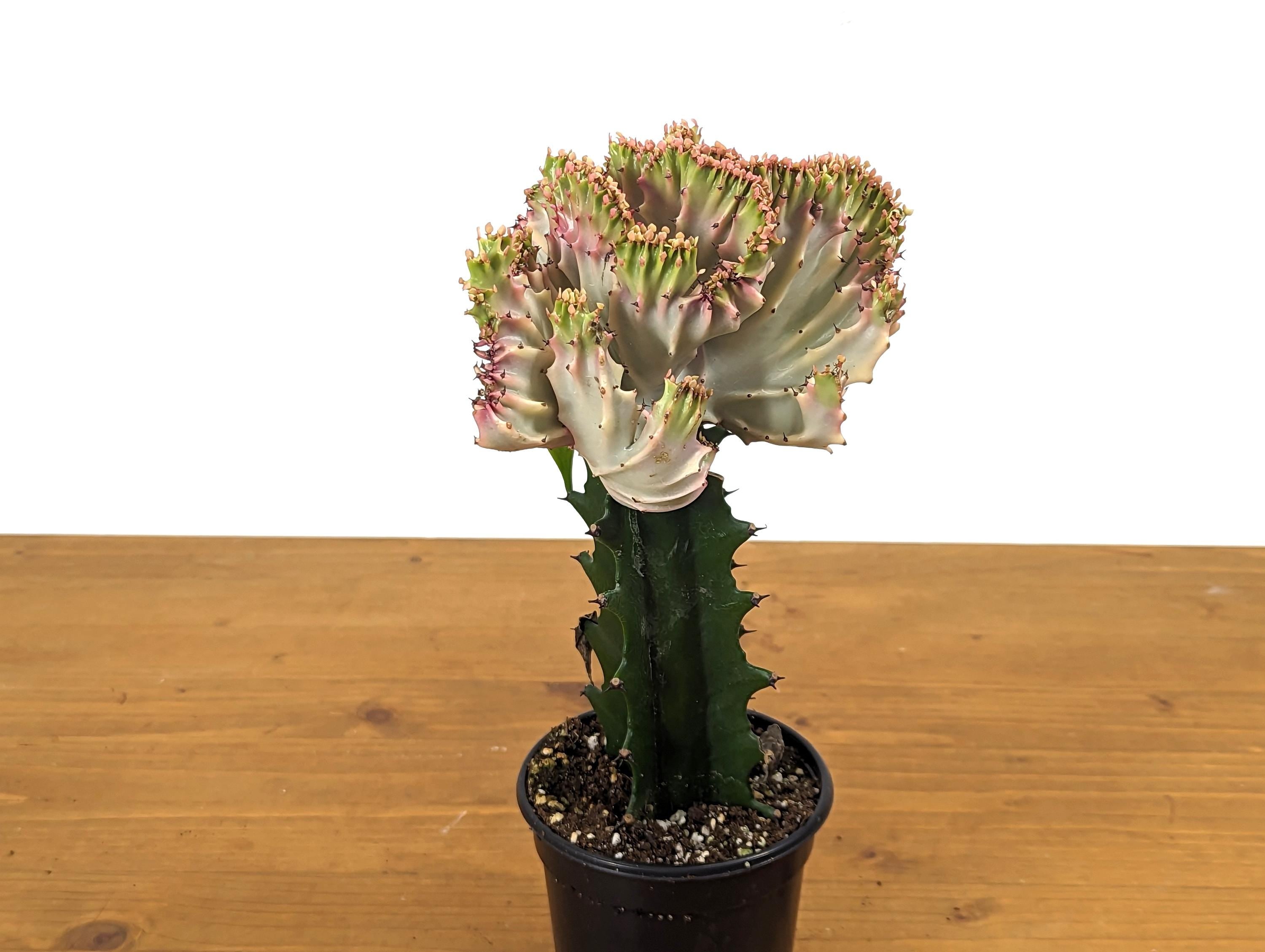 Light Pink Mermaid Tail Cactus (Crested Euphorbia) in 4" pot
