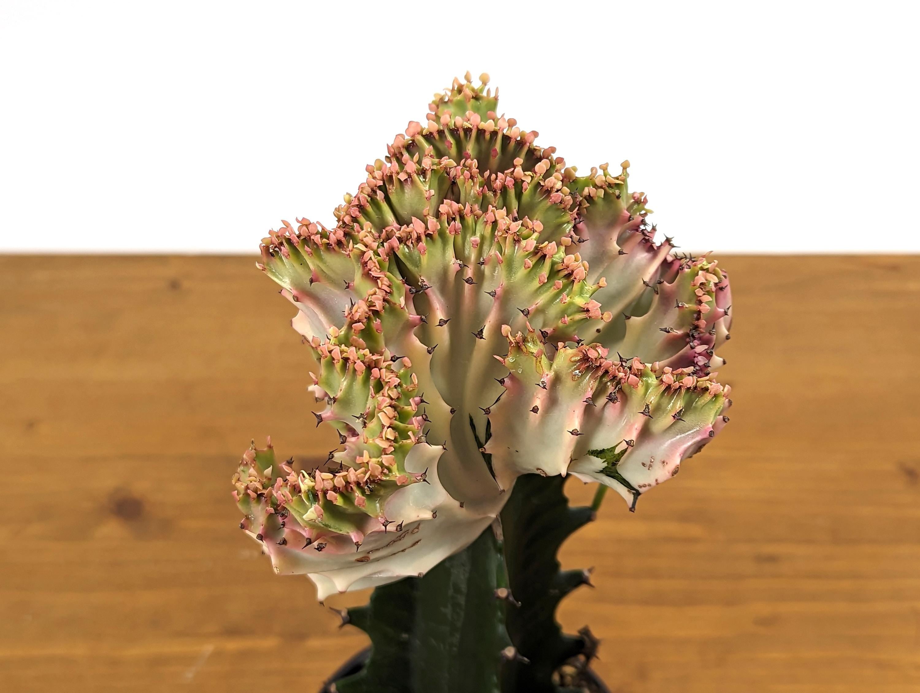 Light Pink Mermaid Tail Cactus (Crested Euphorbia) in 4" pot