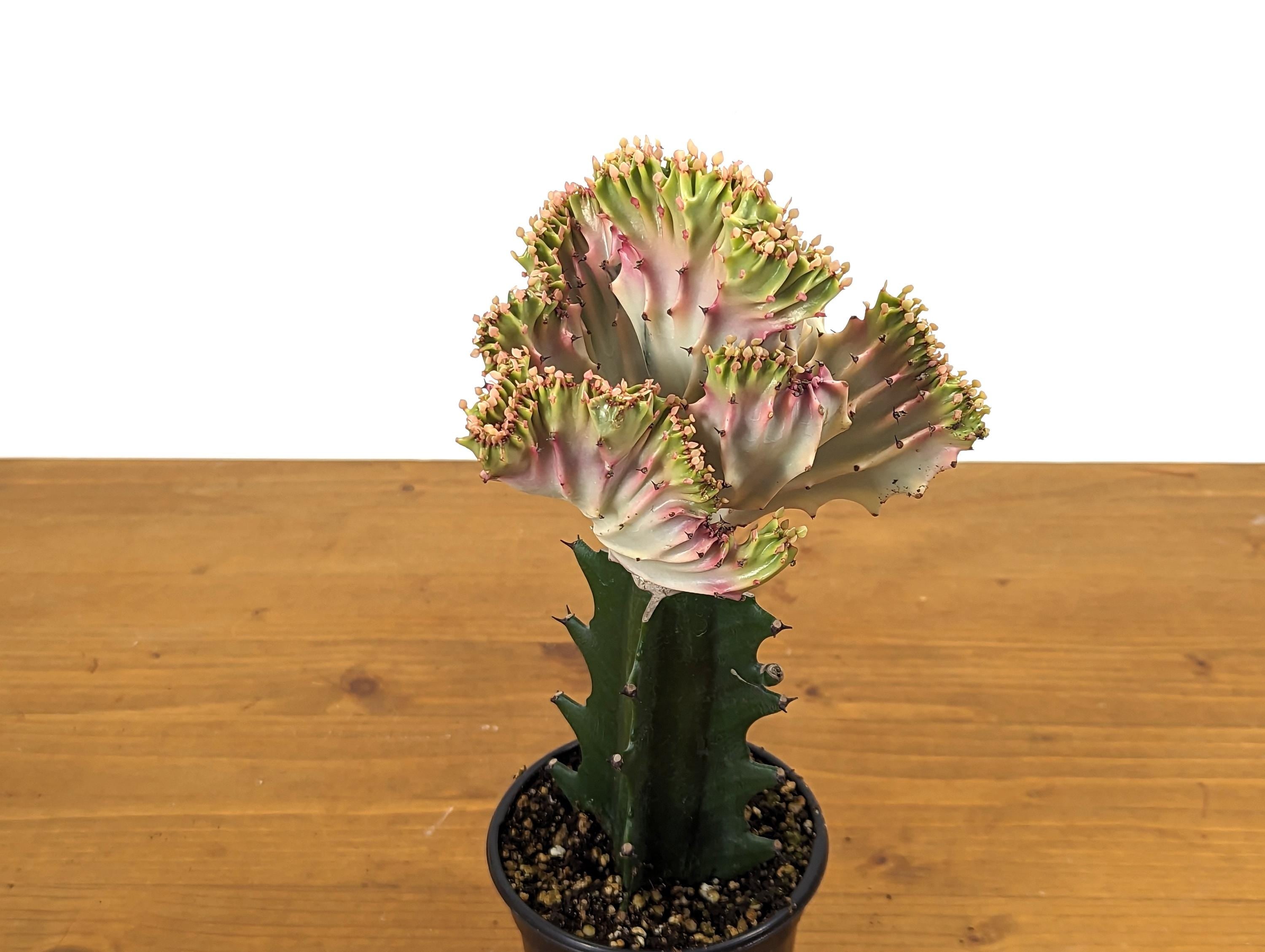 Light Pink Mermaid Tail Cactus (Crested Euphorbia) in 4" pot