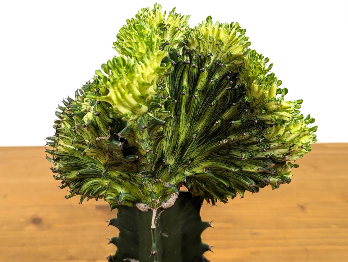 Green Mermaid Tail Cactus (Crested Euphorbia) in 4" pot