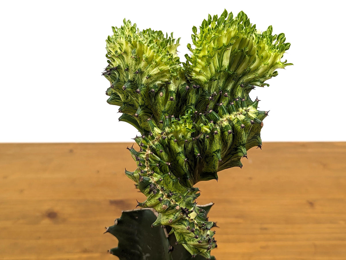 Green Mermaid Tail Cactus (Crested Euphorbia) in 4" pot