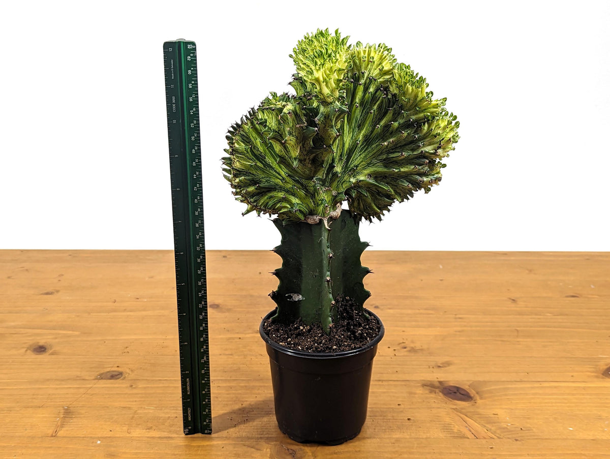 Green Mermaid Tail Cactus (Crested Euphorbia) in 4" pot