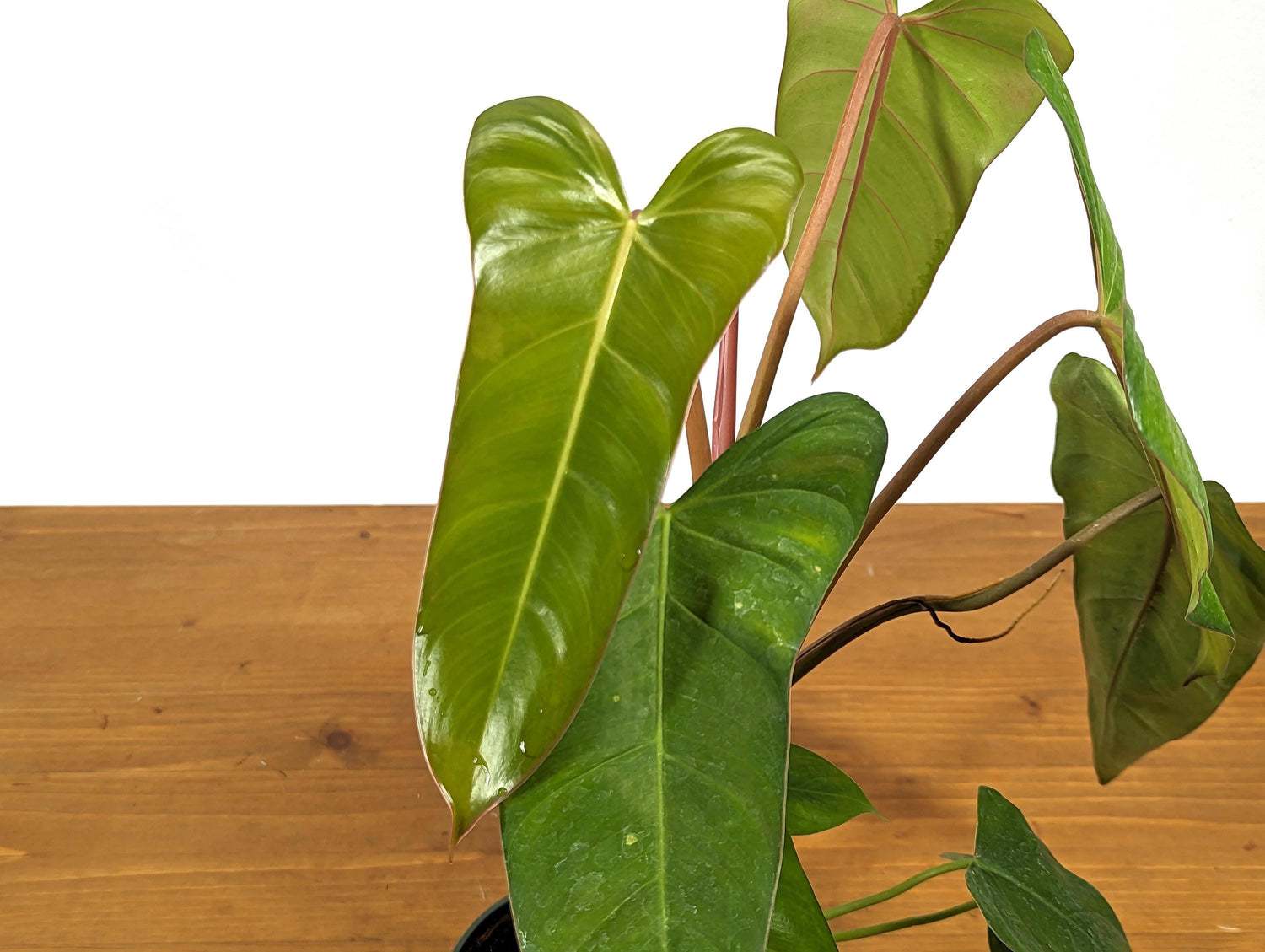 Philodendron Pinnatilobum x Jose Buono