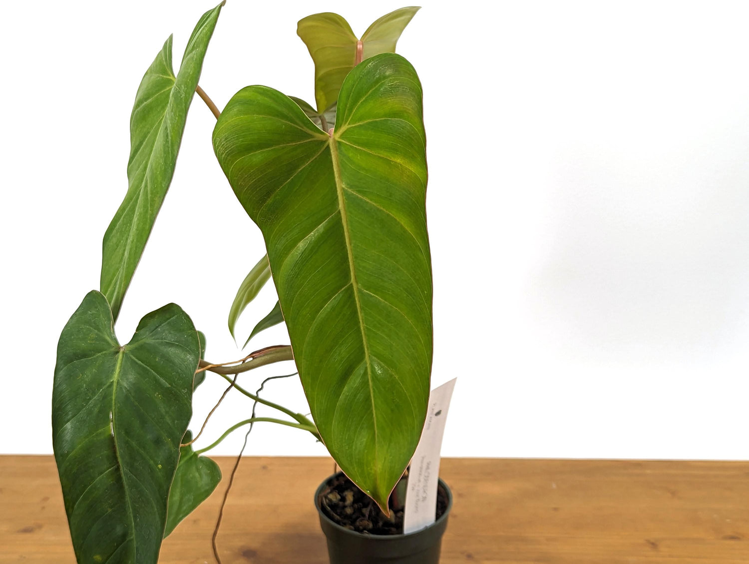 Philodendron Pinnatilobum x Jose Buono