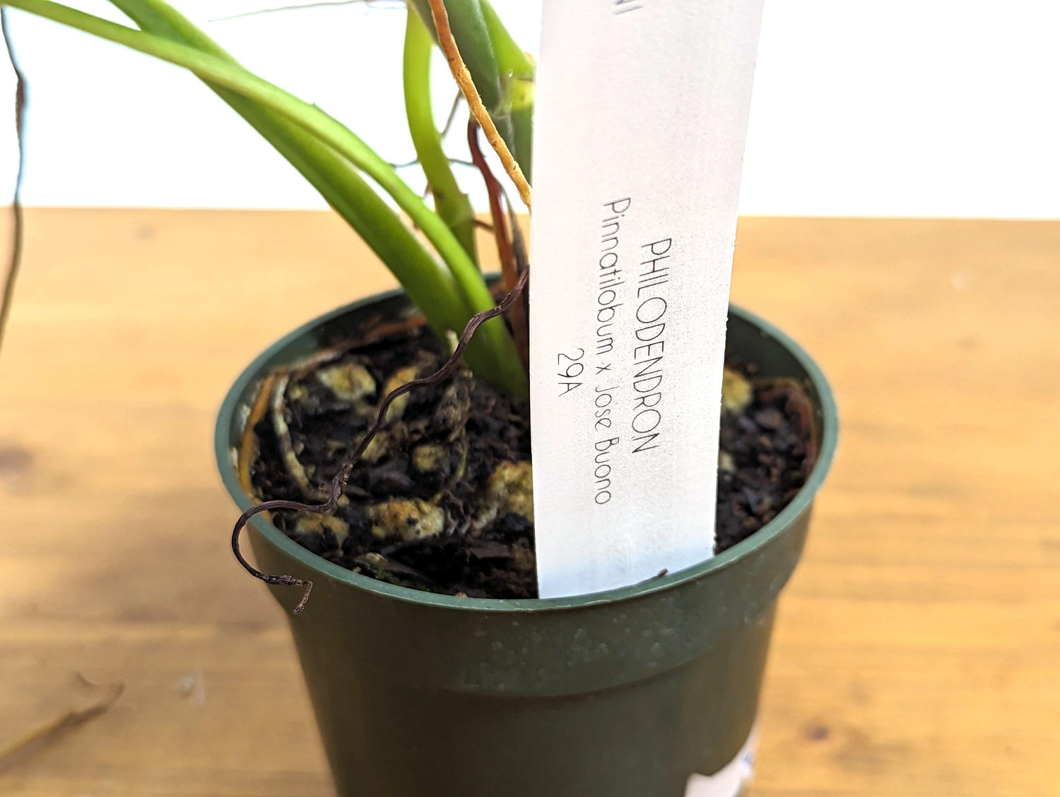 Philodendron Pinnatilobum x Jose Buono